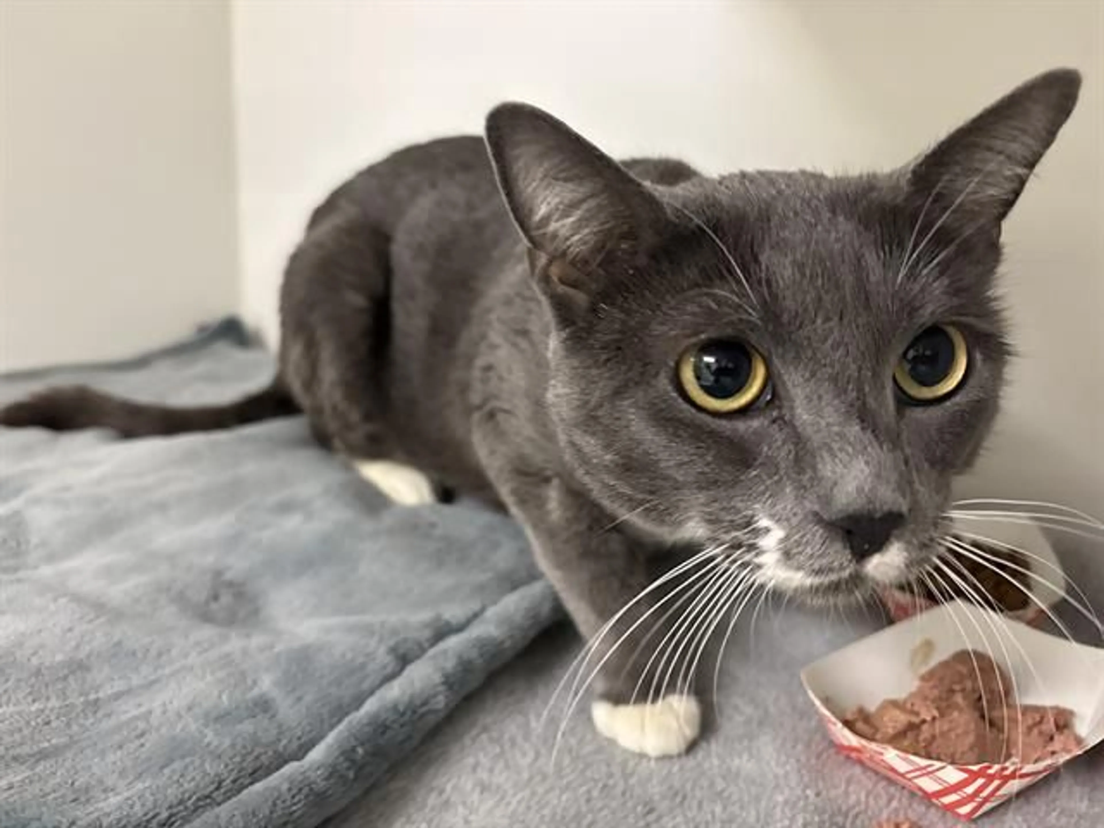 Found pet