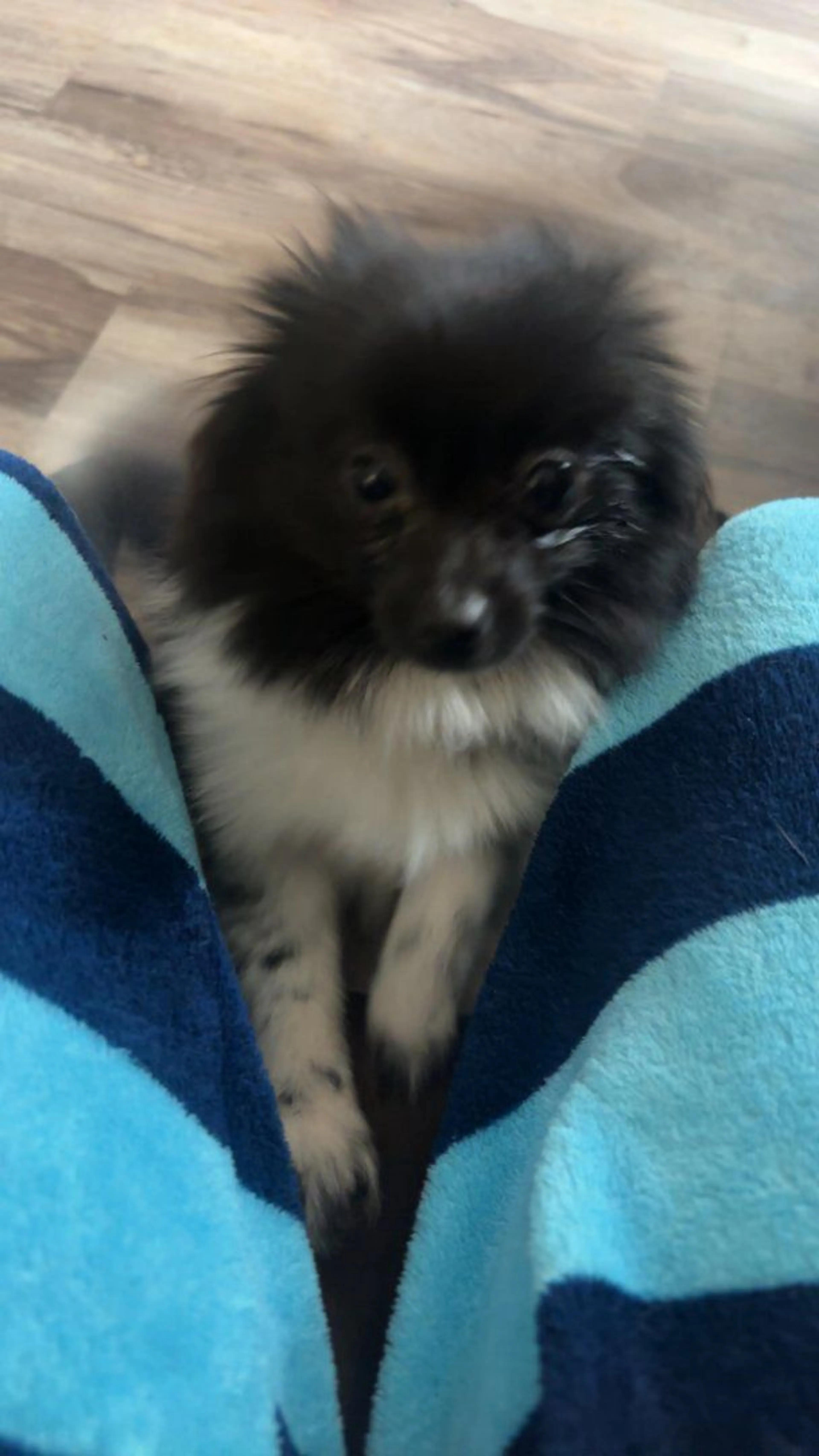 Lost pet-0