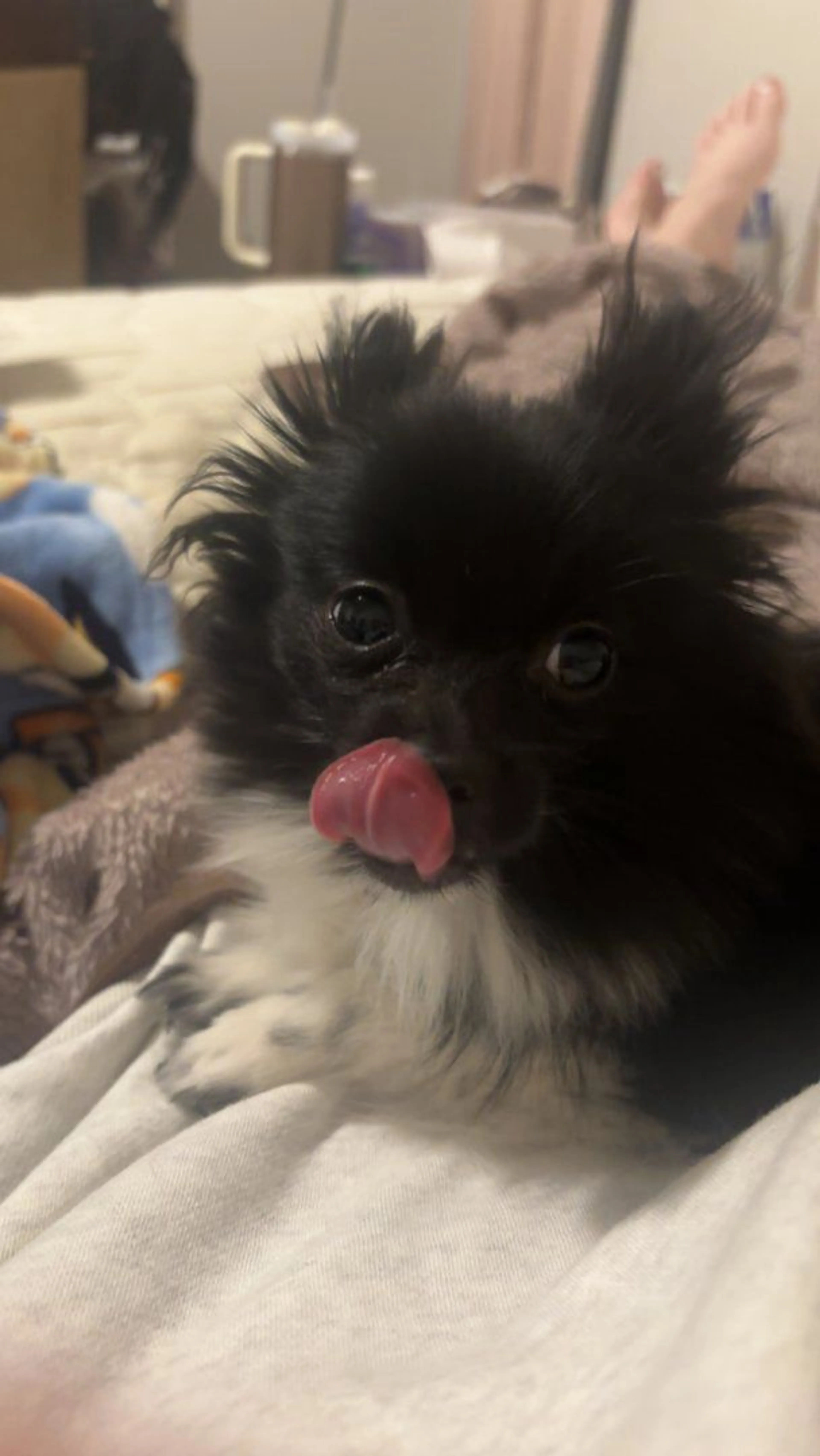 Lost pet-1