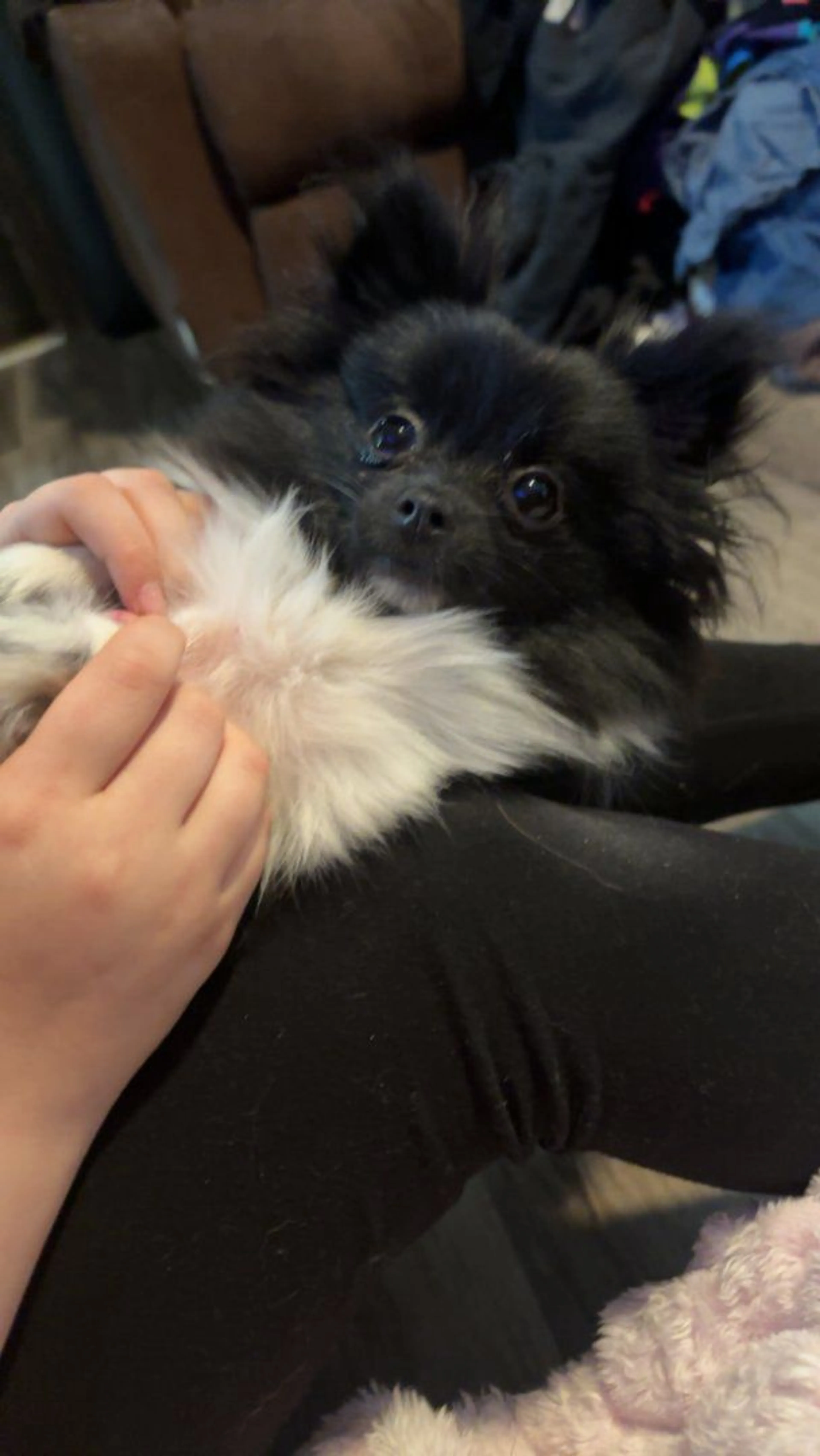 Lost pet-3