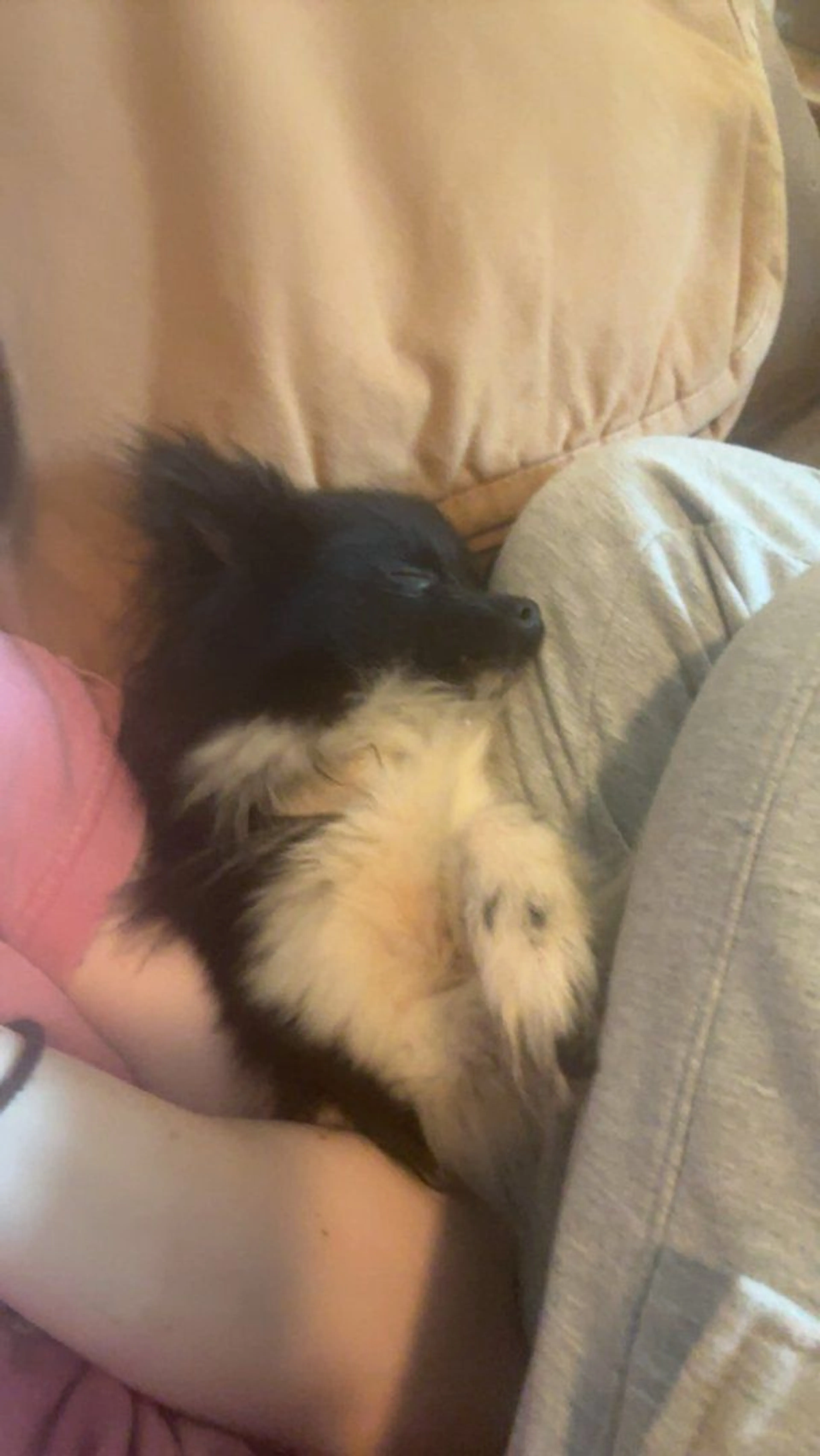 Lost pet-2