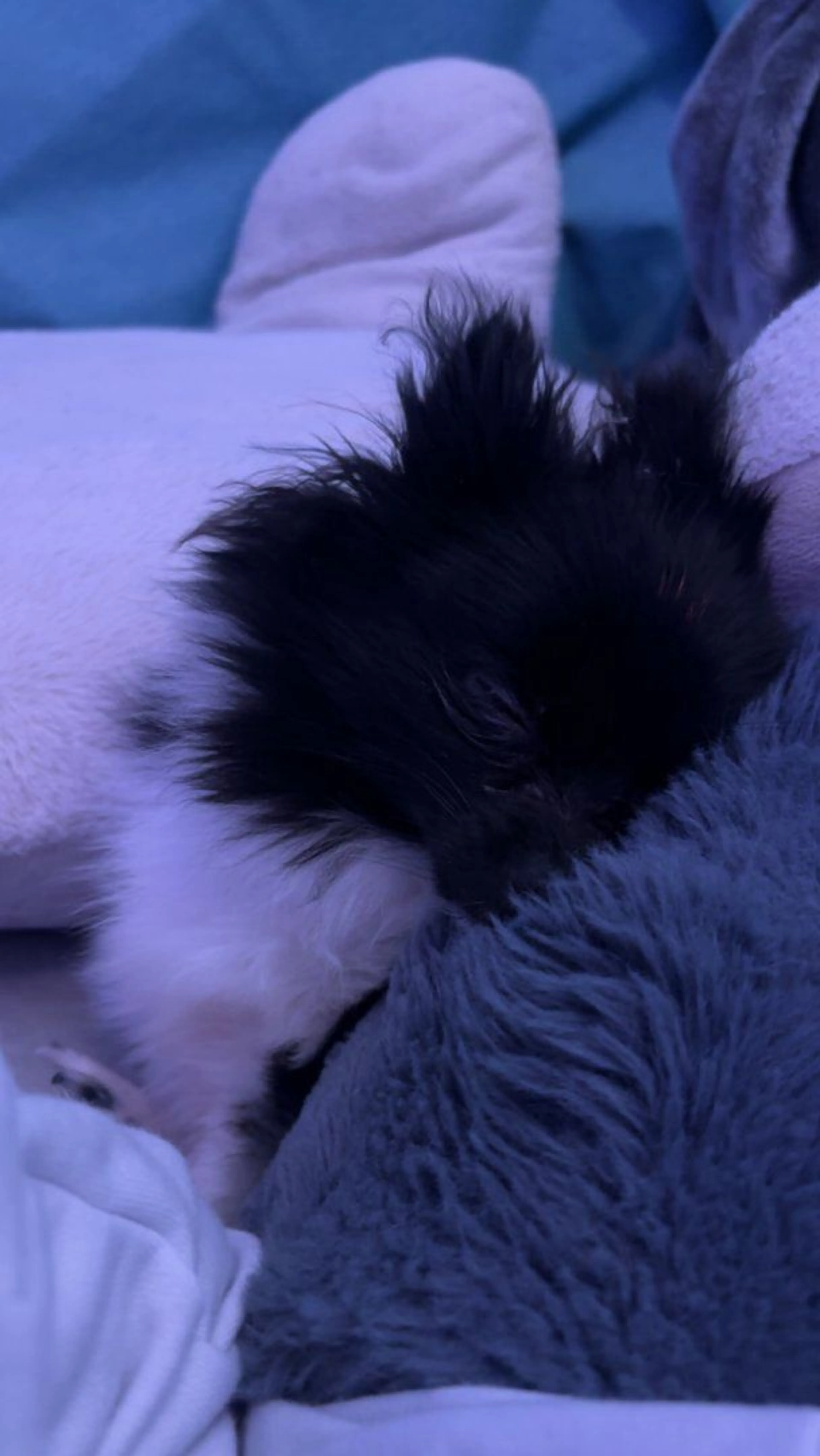 Lost pet-4