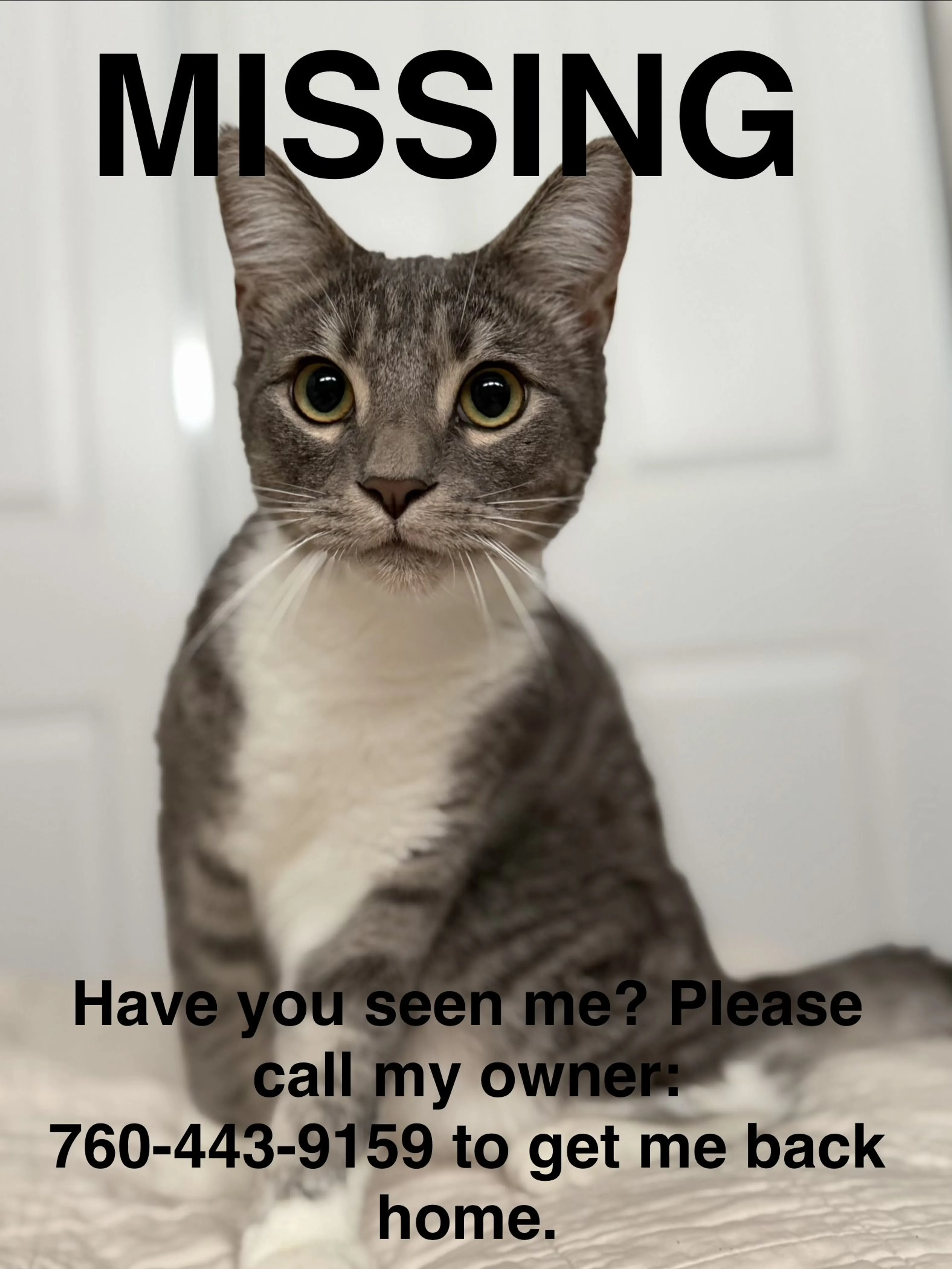 Lost pet