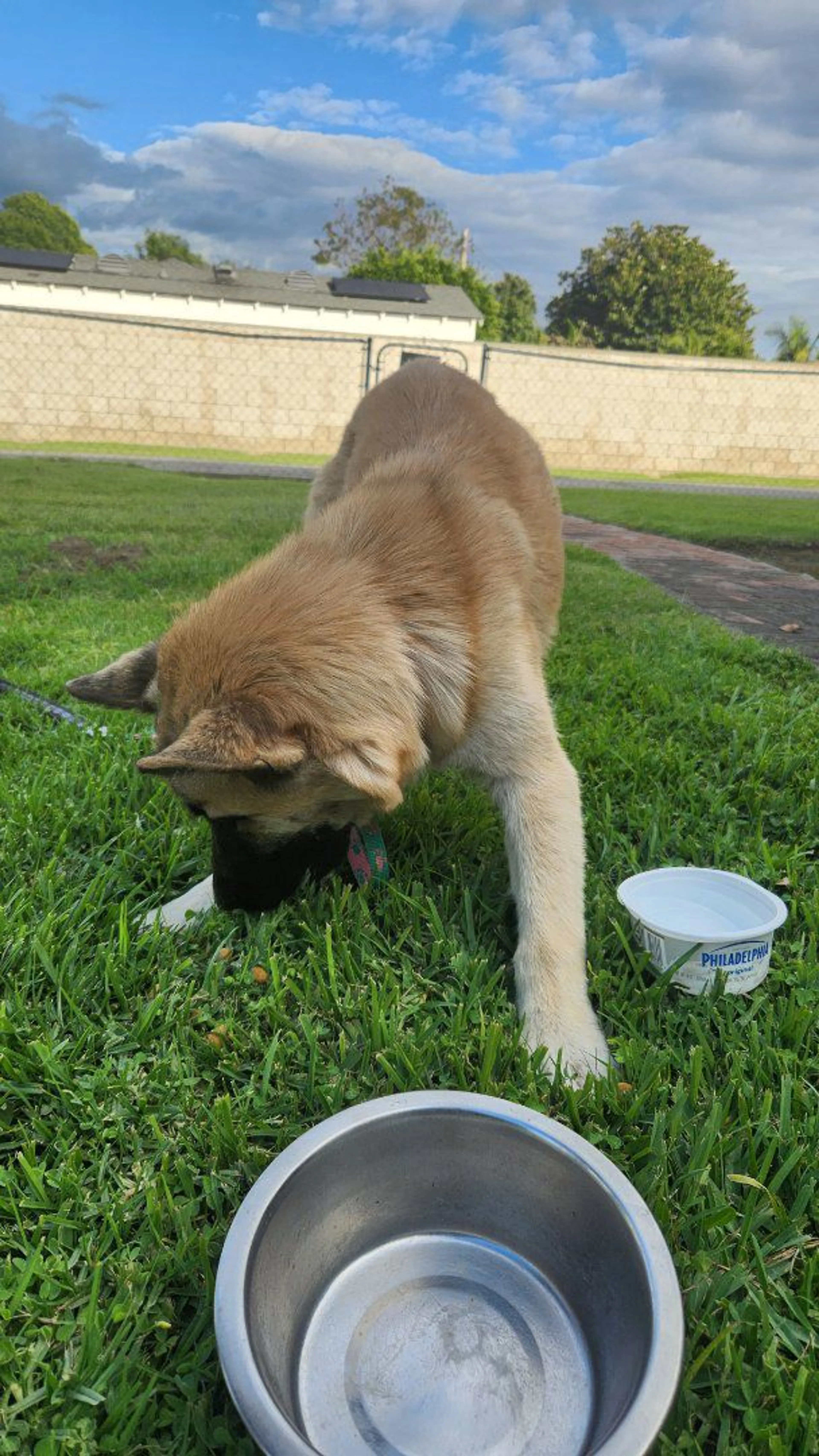 Lost pet-1