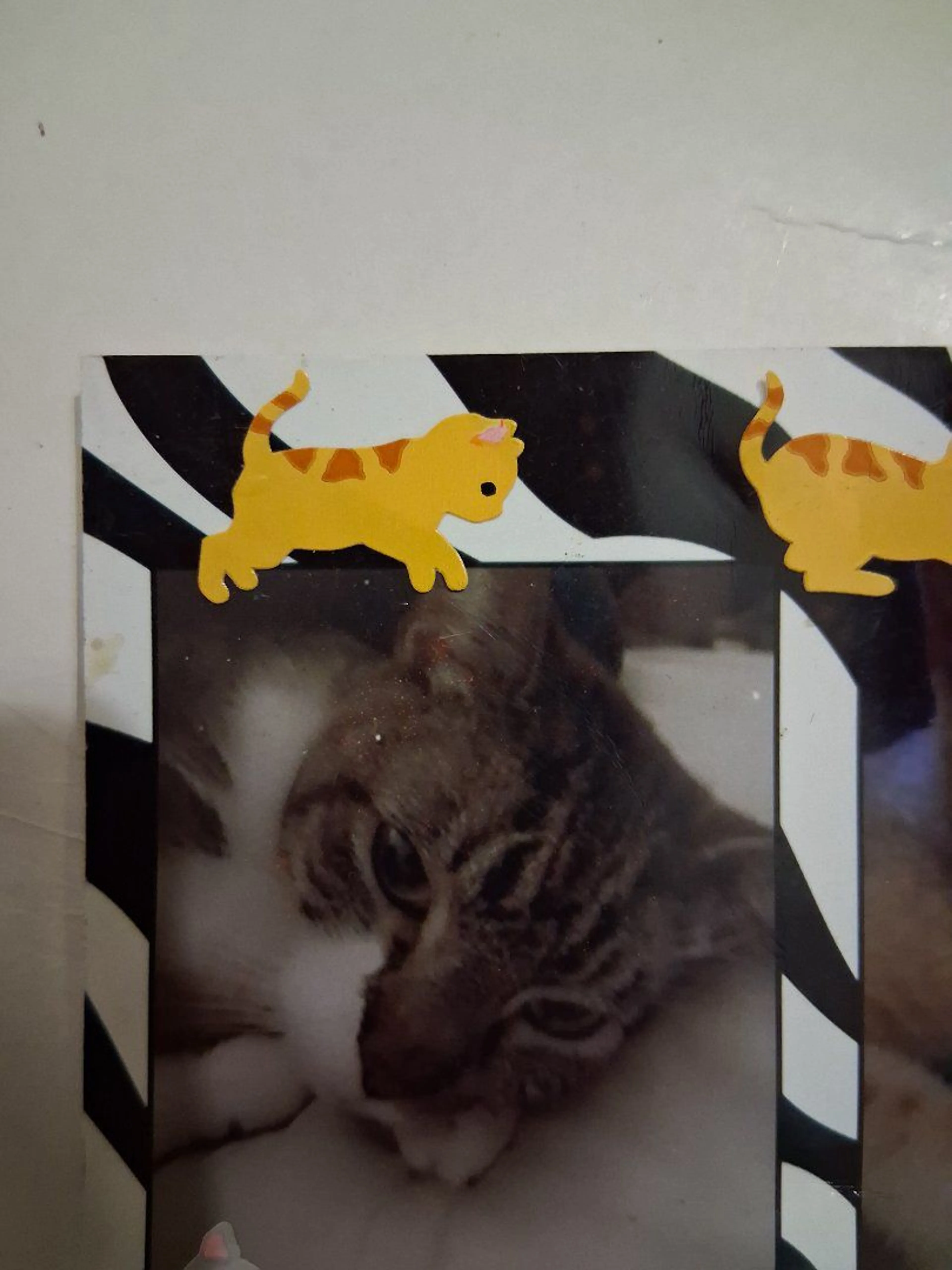 Lost pet