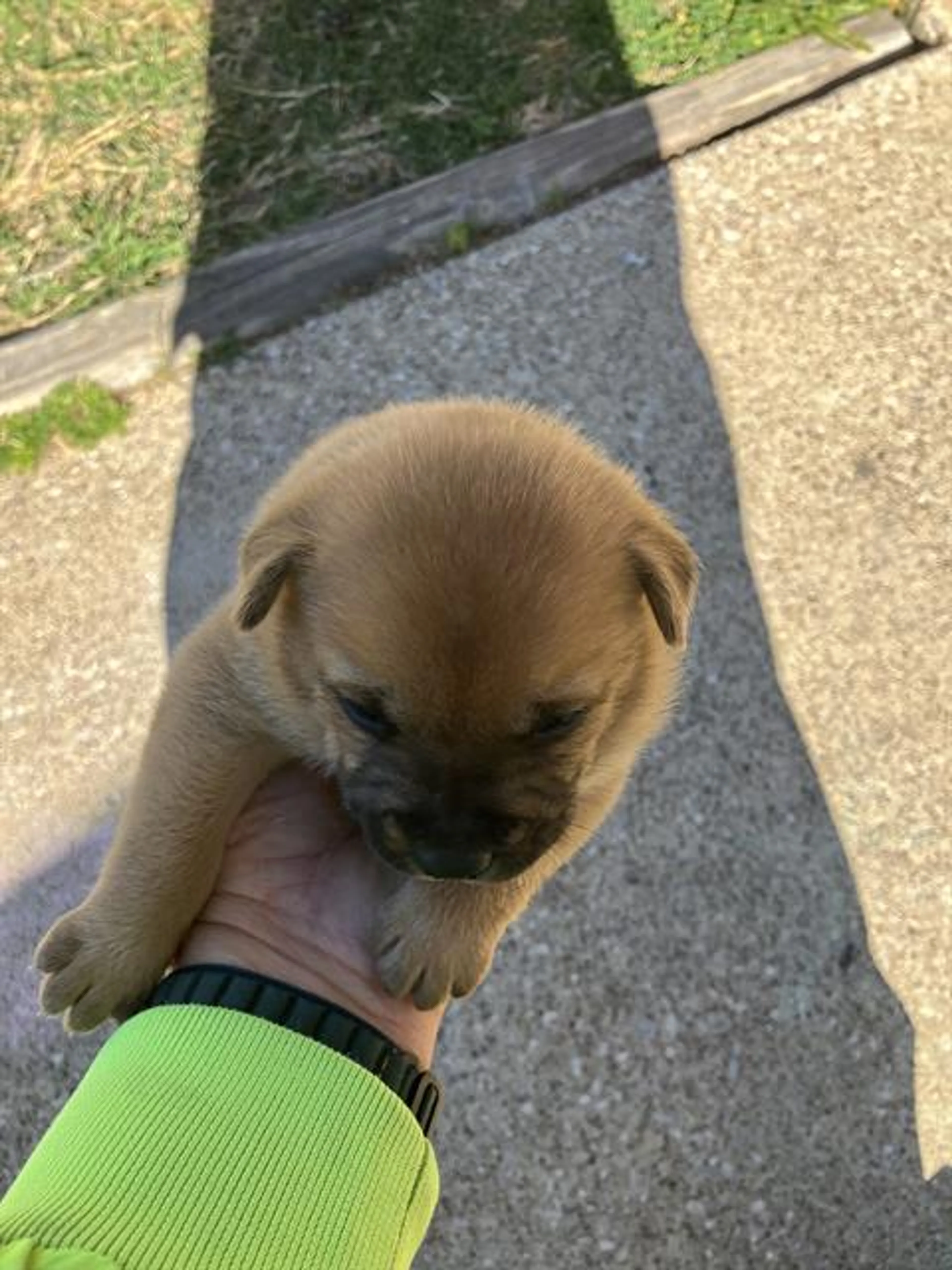 Found pet