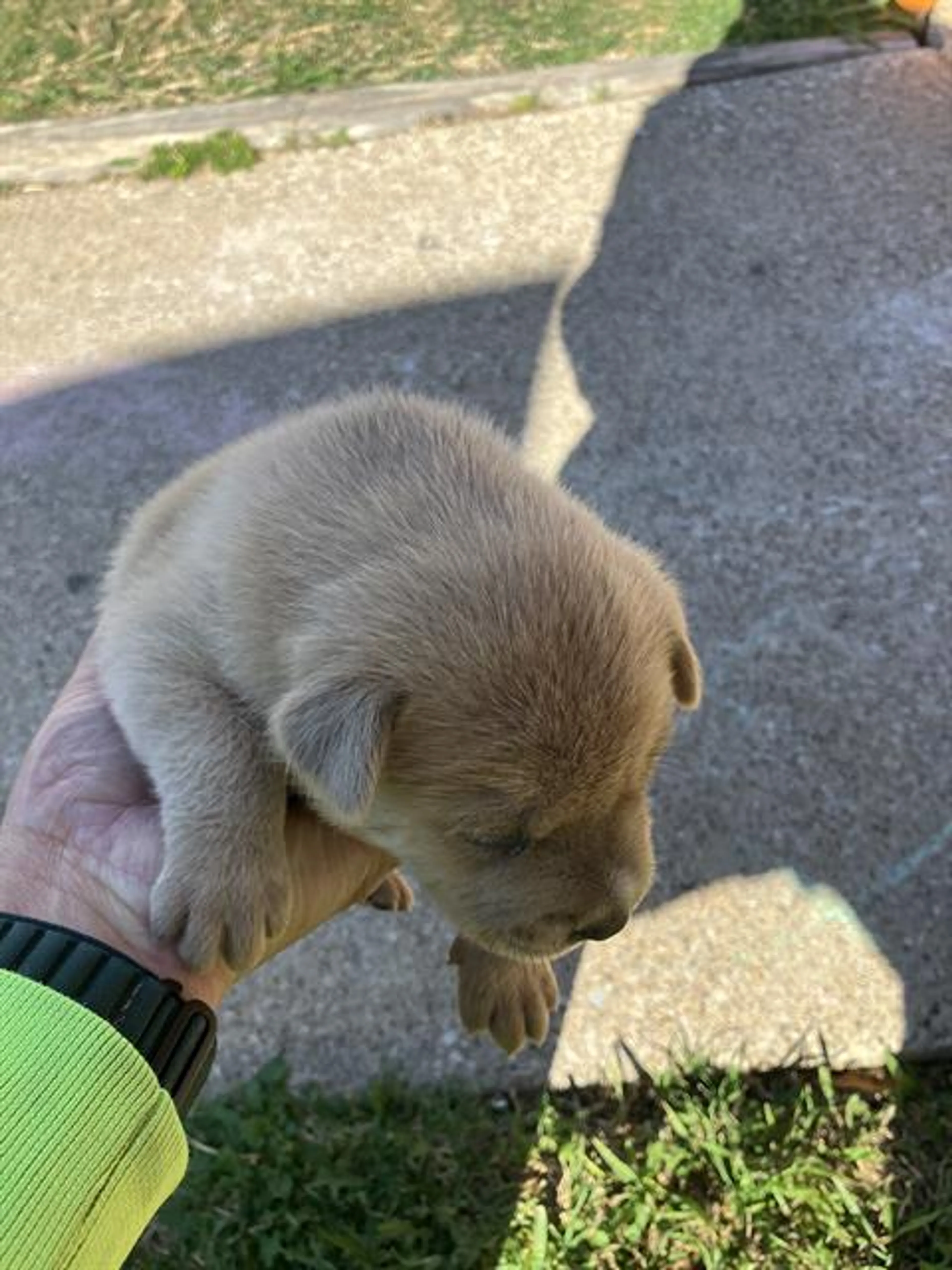 Found pet