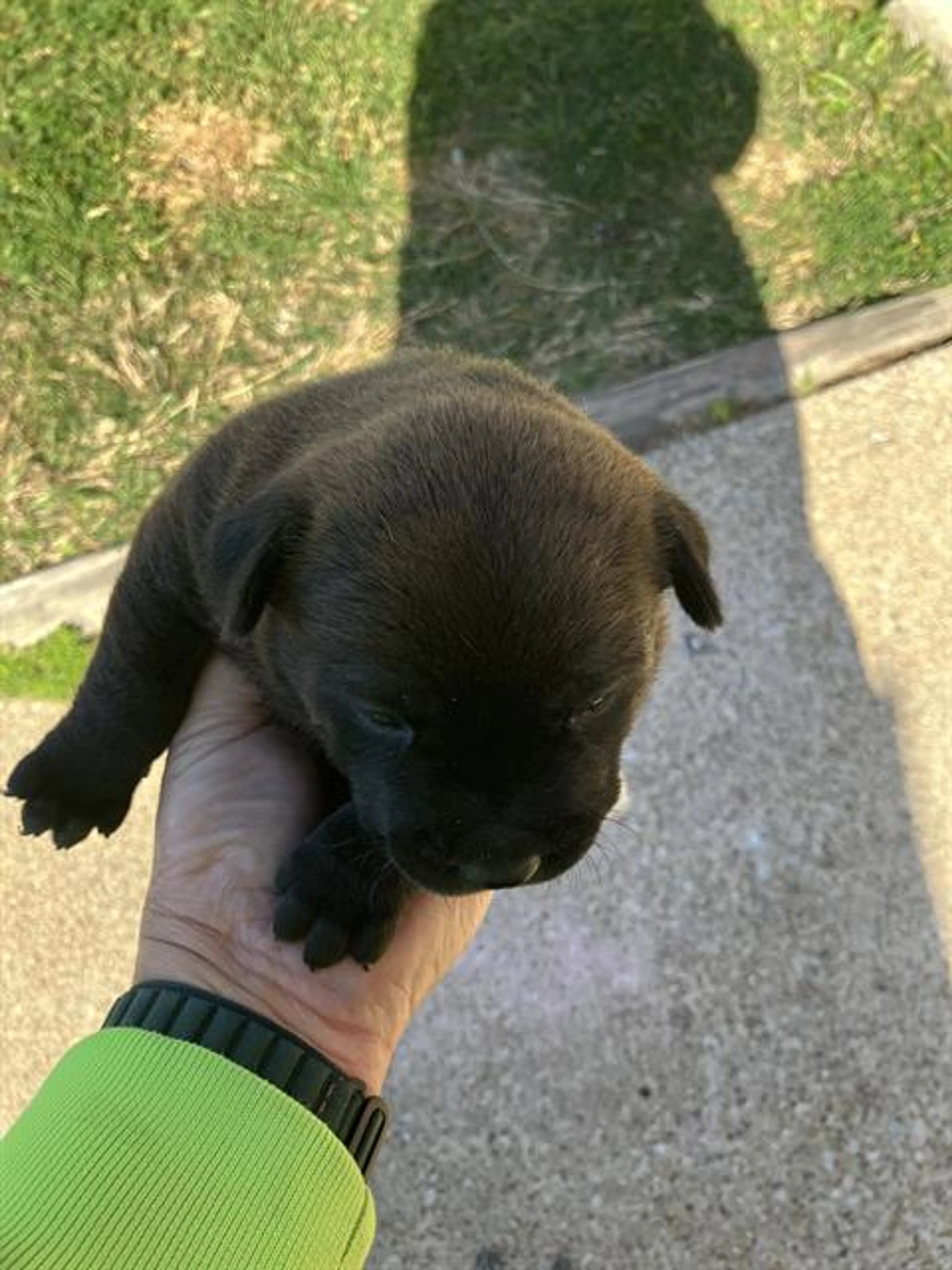 Found pet