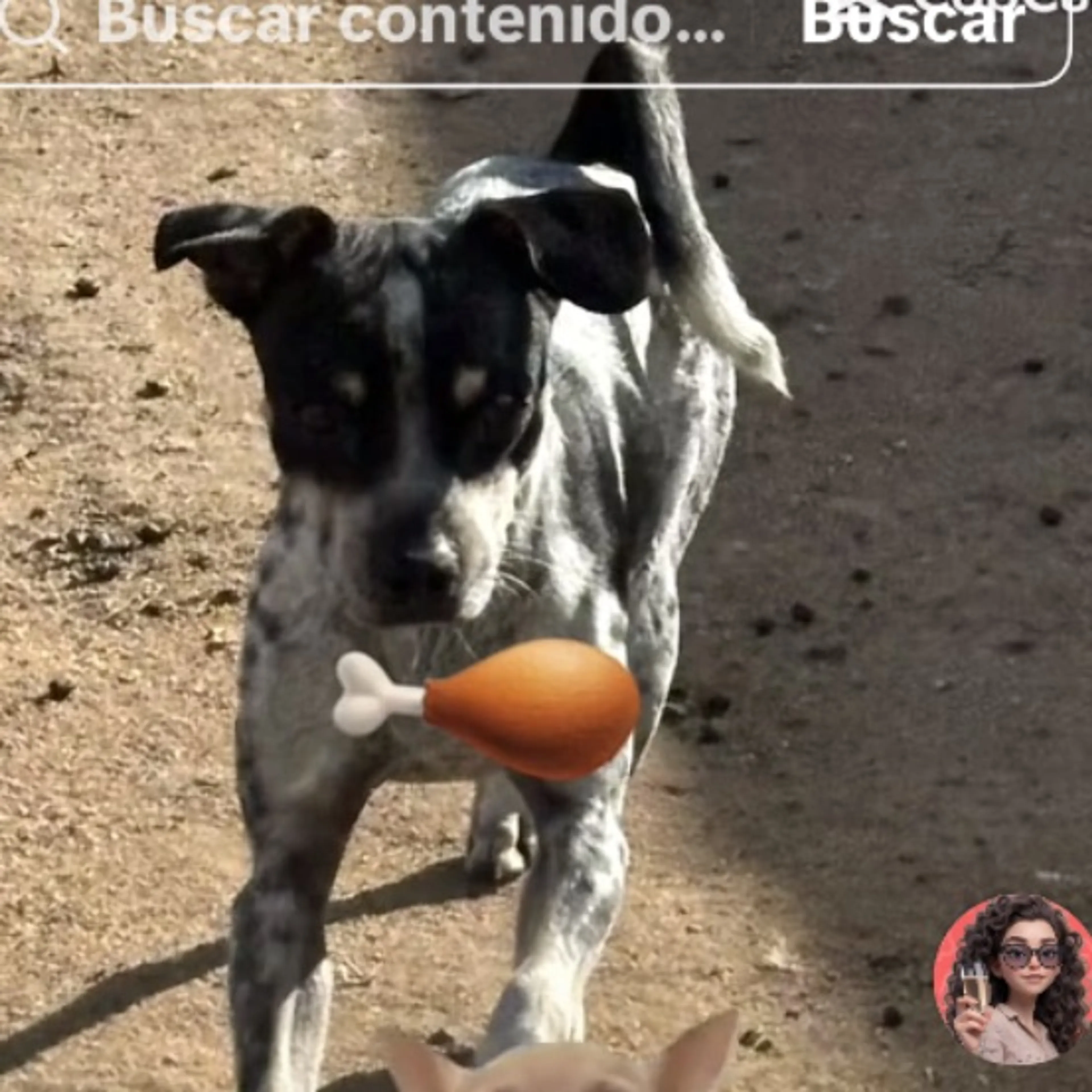 Lost pet