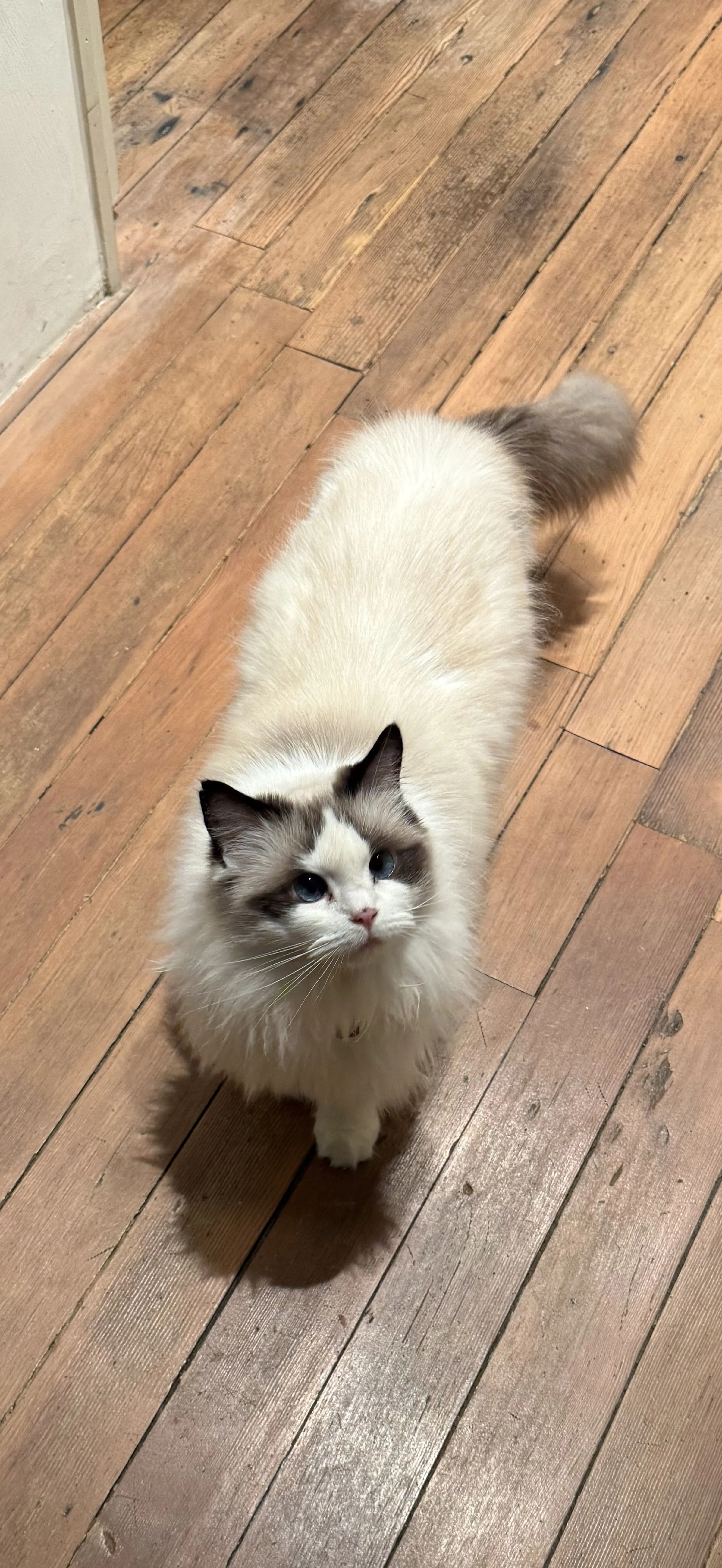 Lost pet
