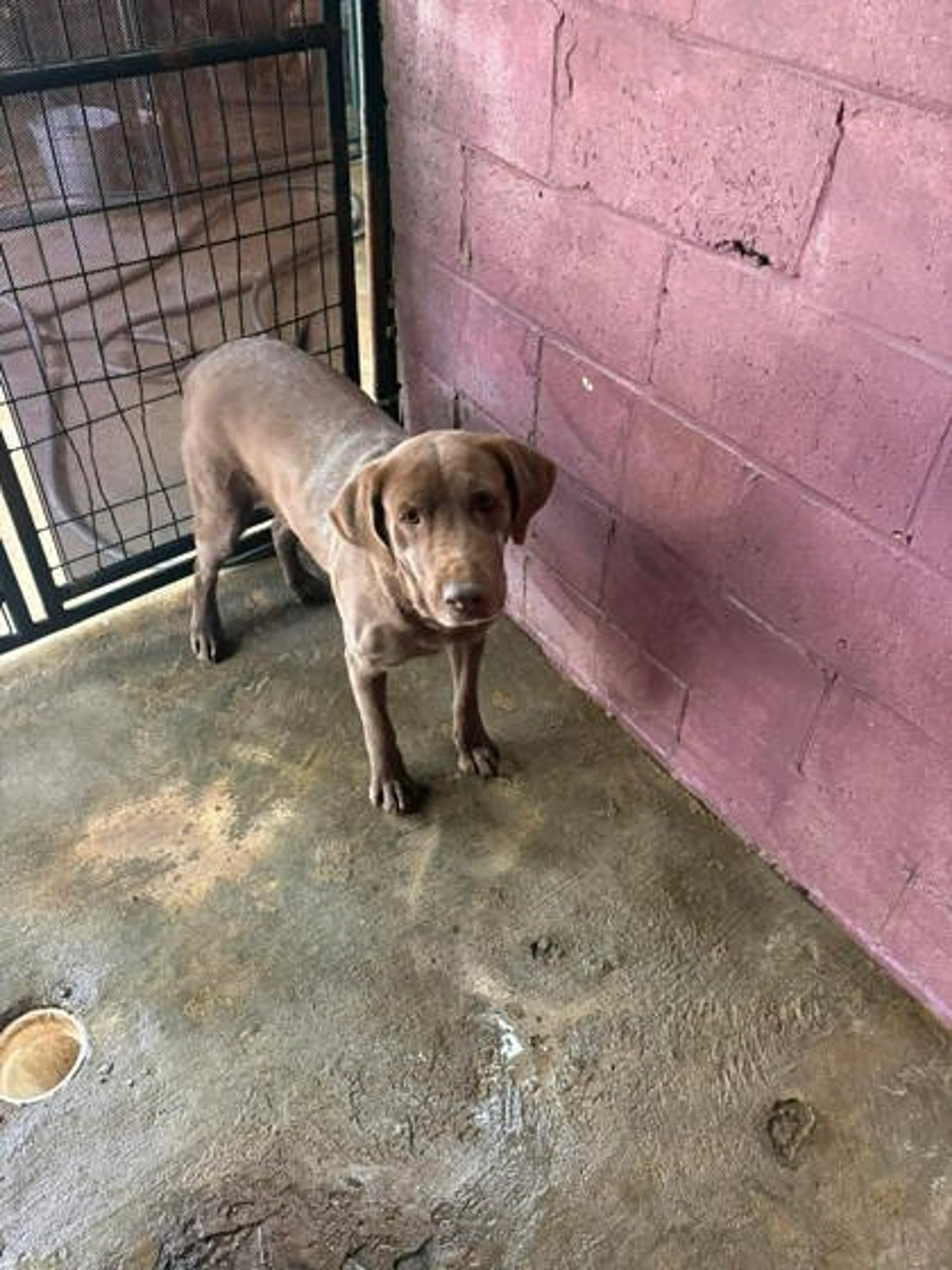 Found pet