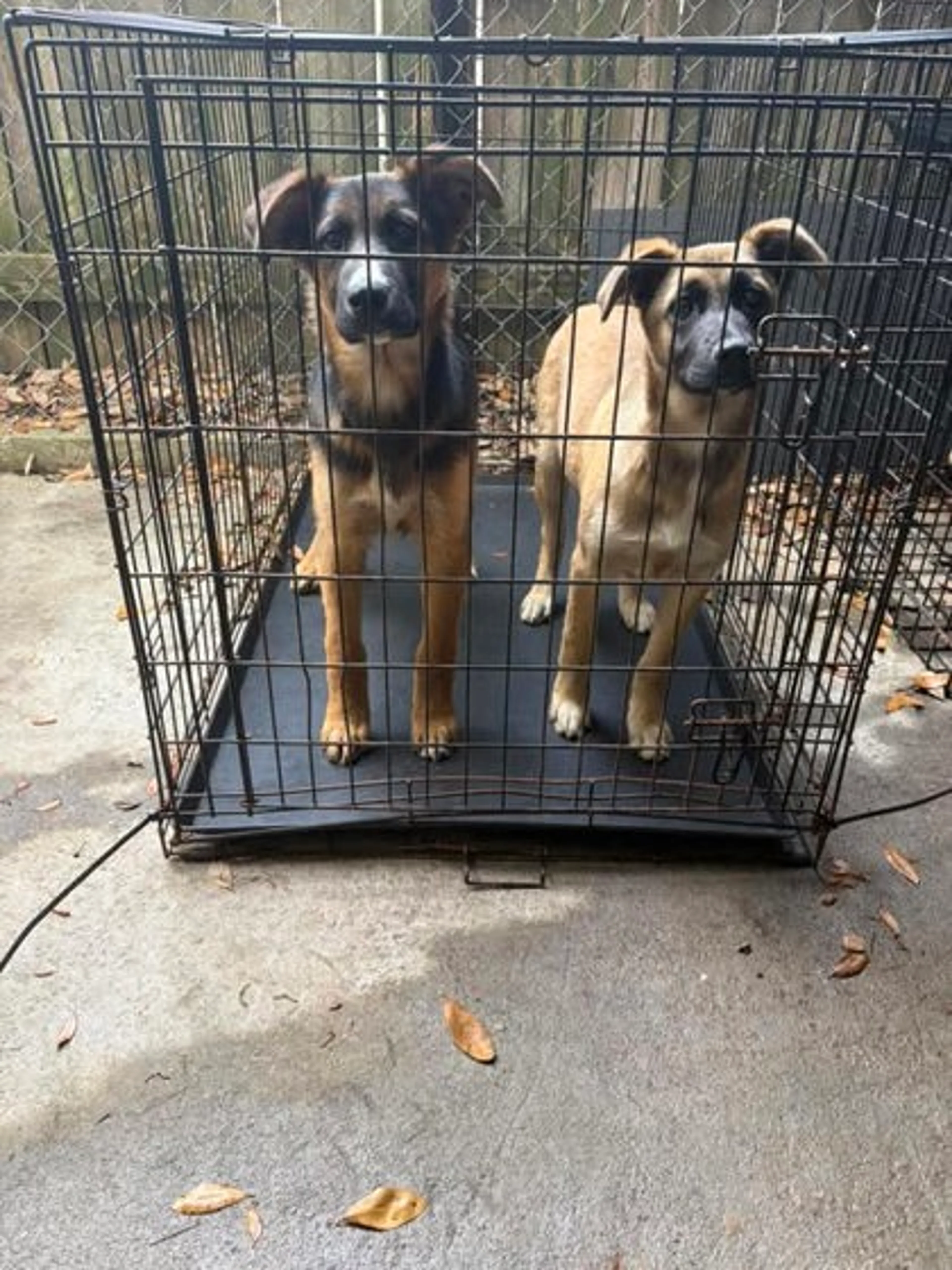 Found pet