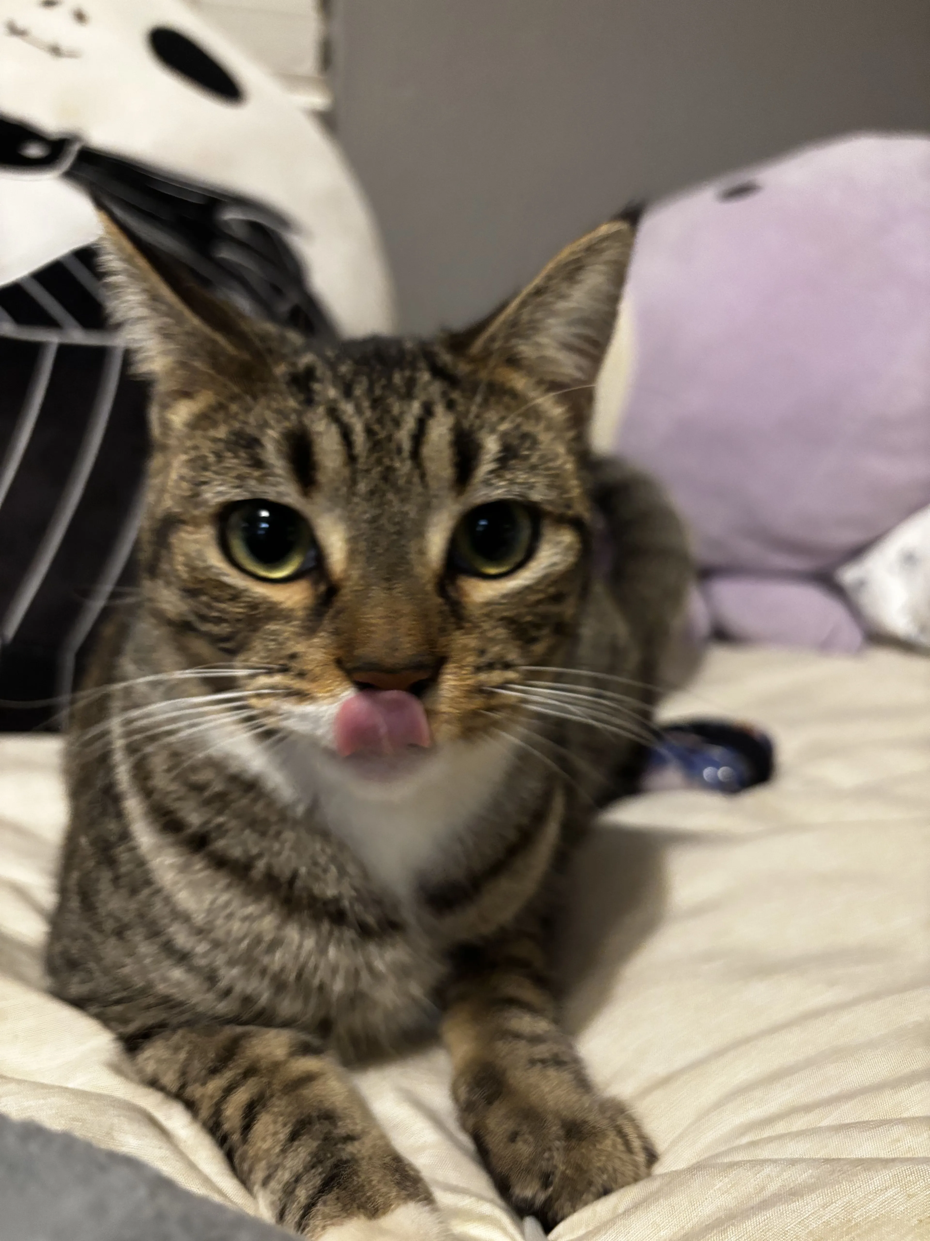 Lost pet