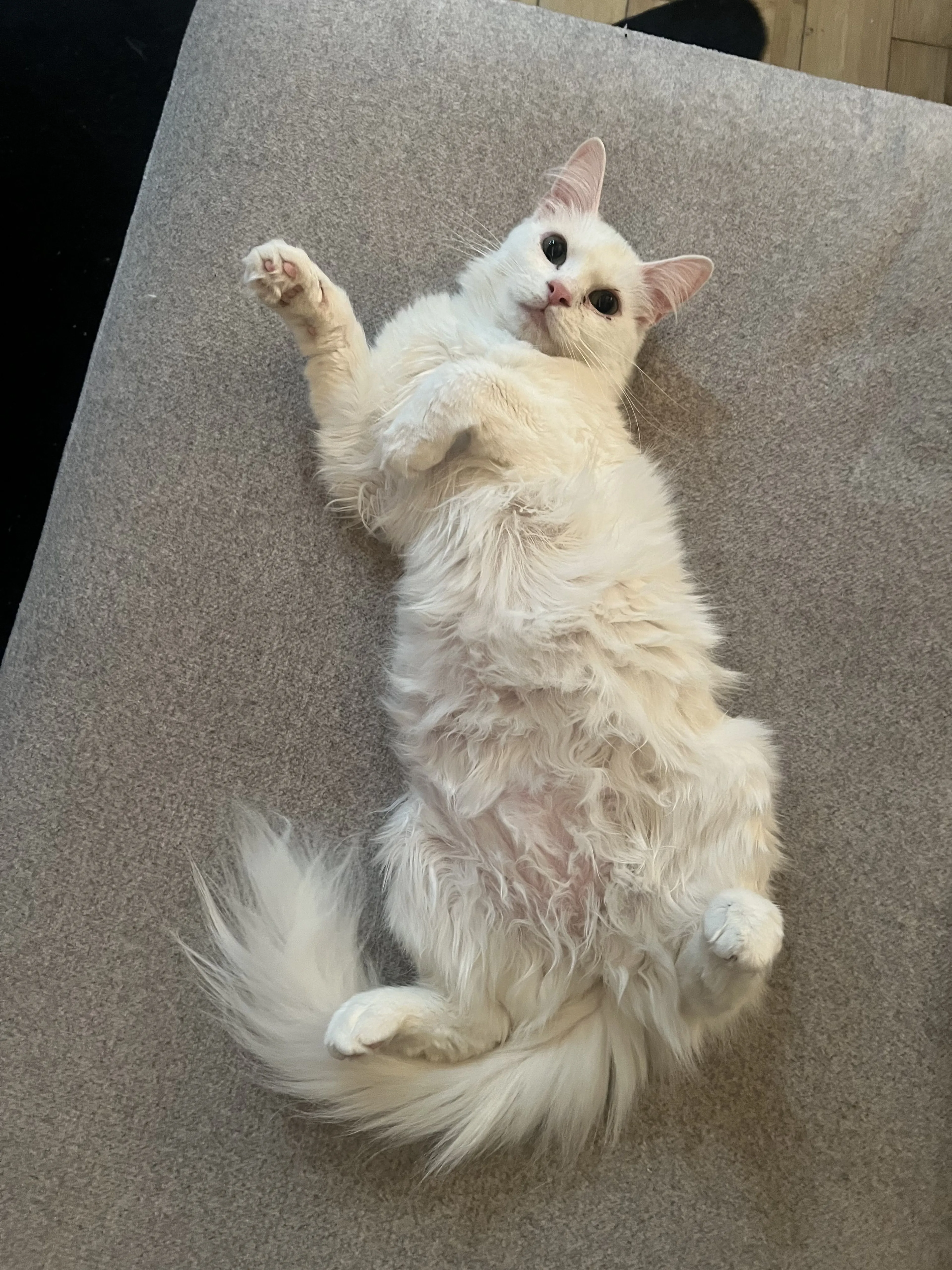Lost pet-0