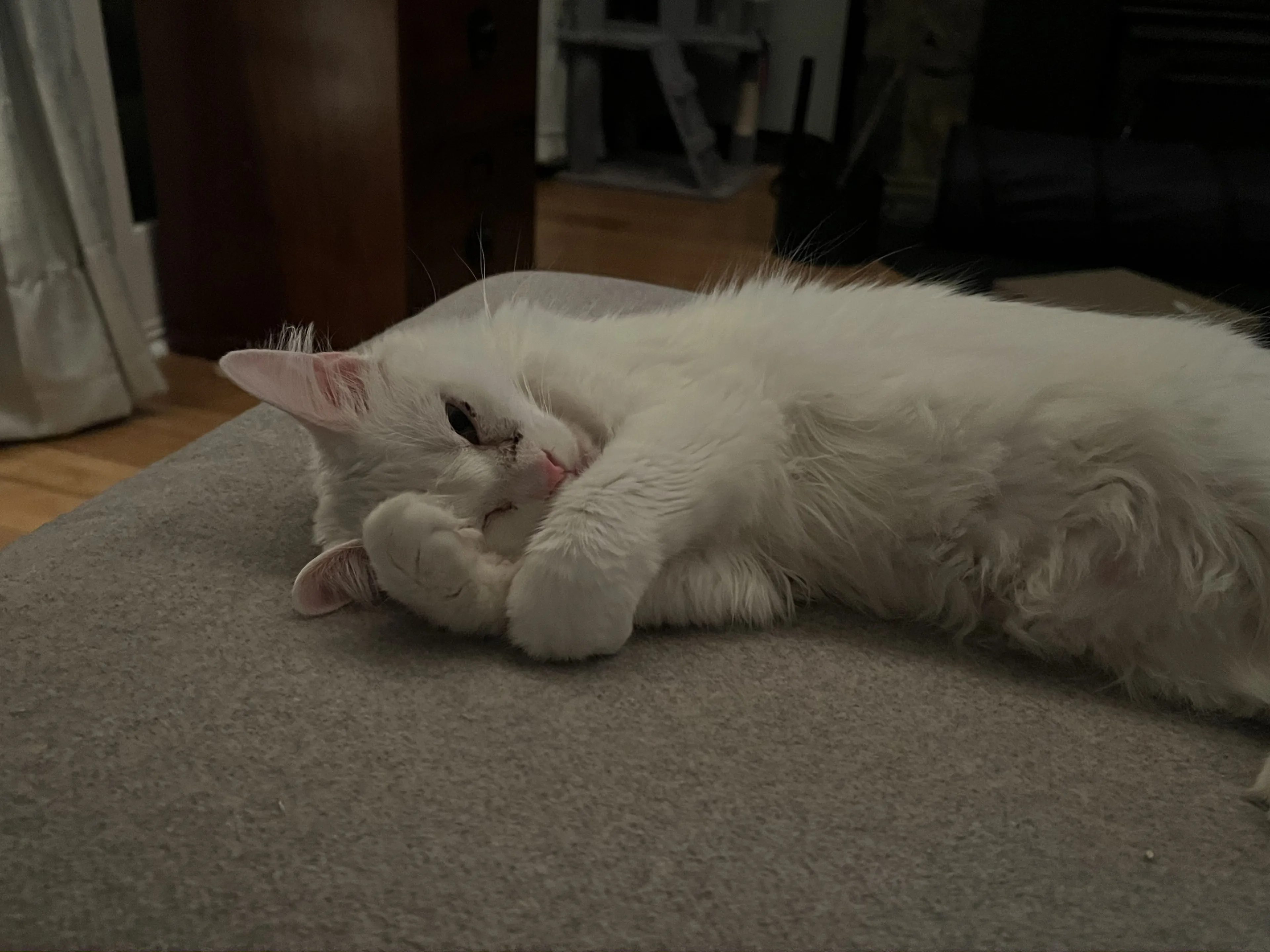 Lost pet-2