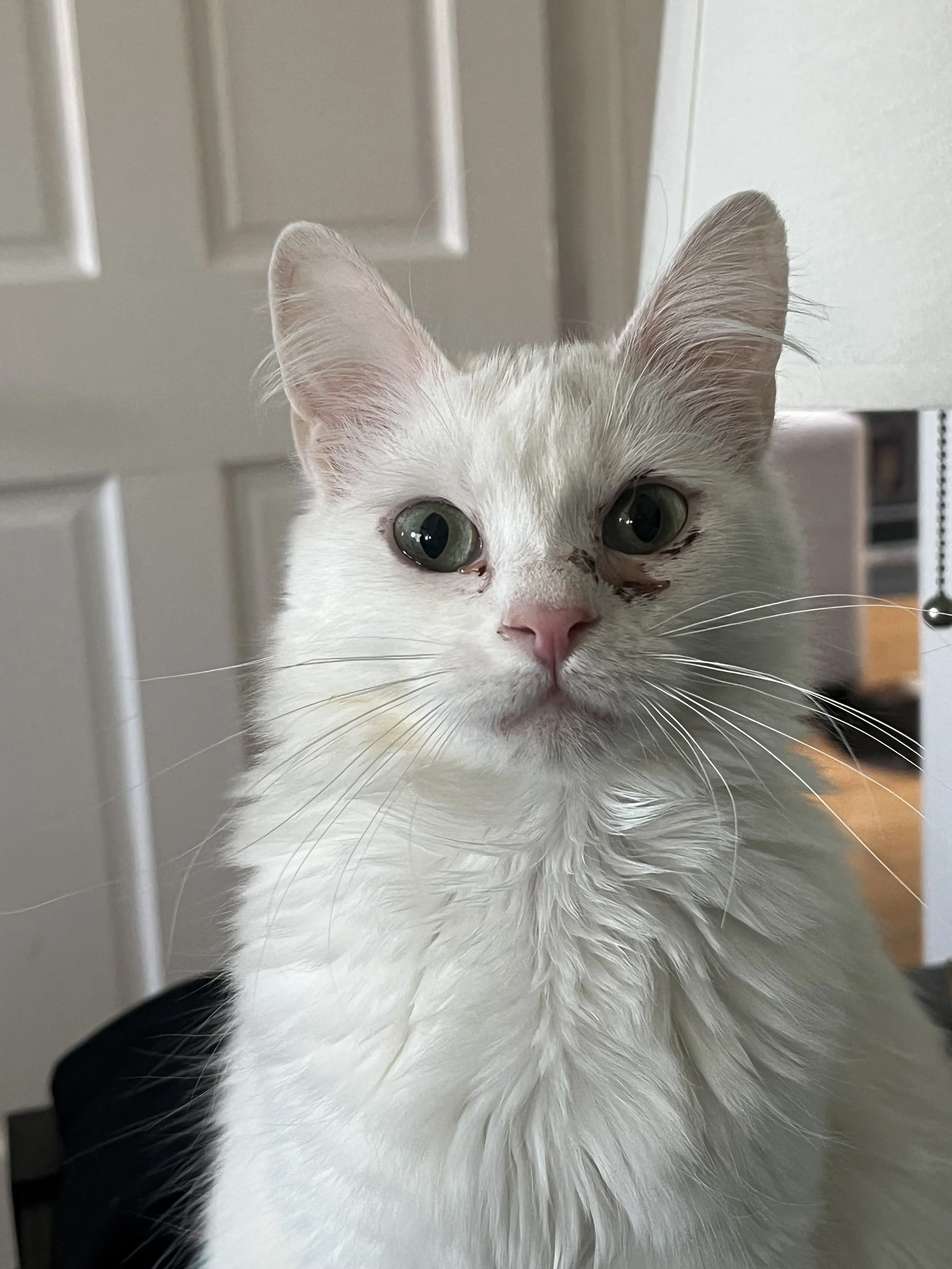 Lost pet-1
