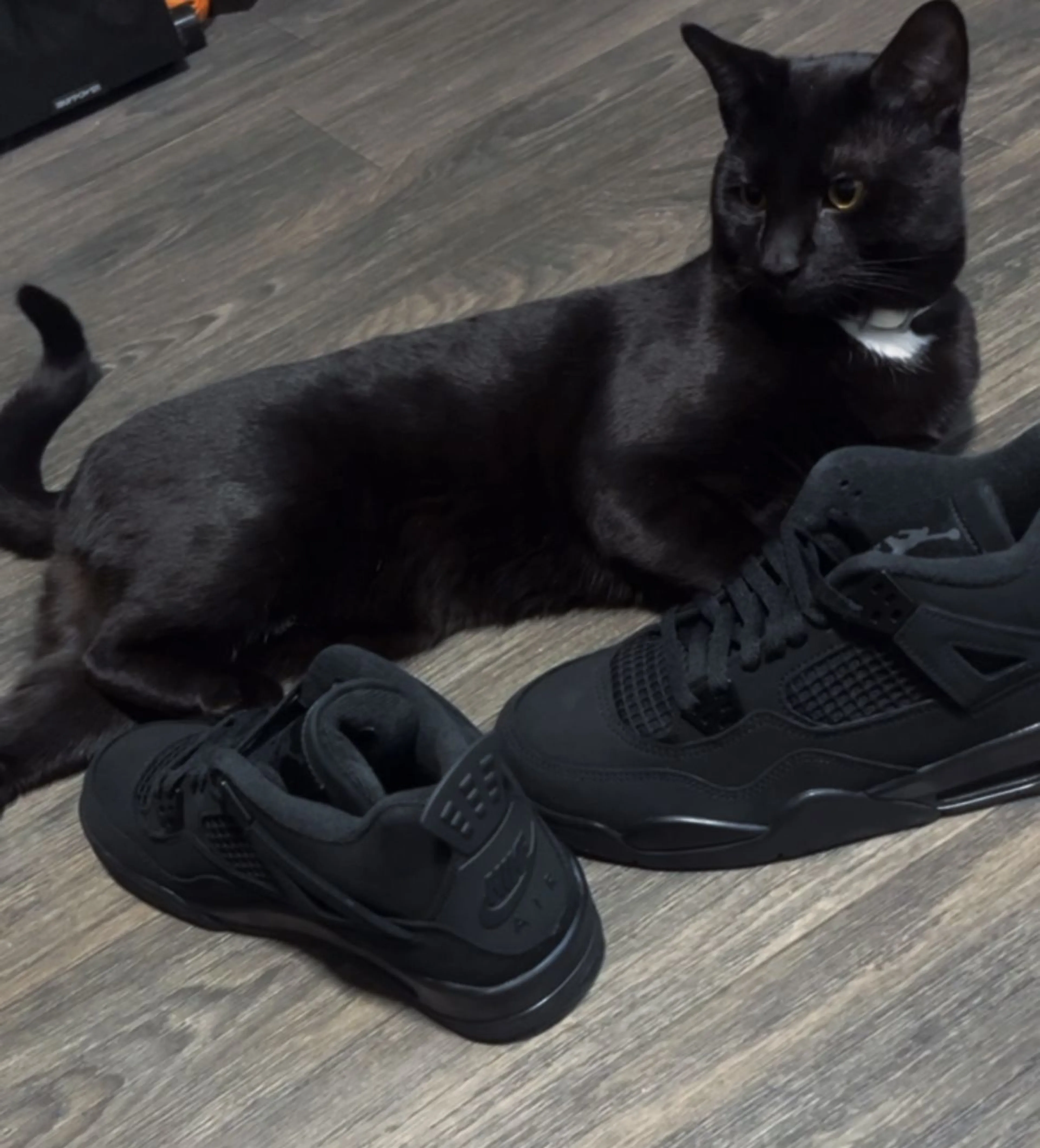 Lost pet