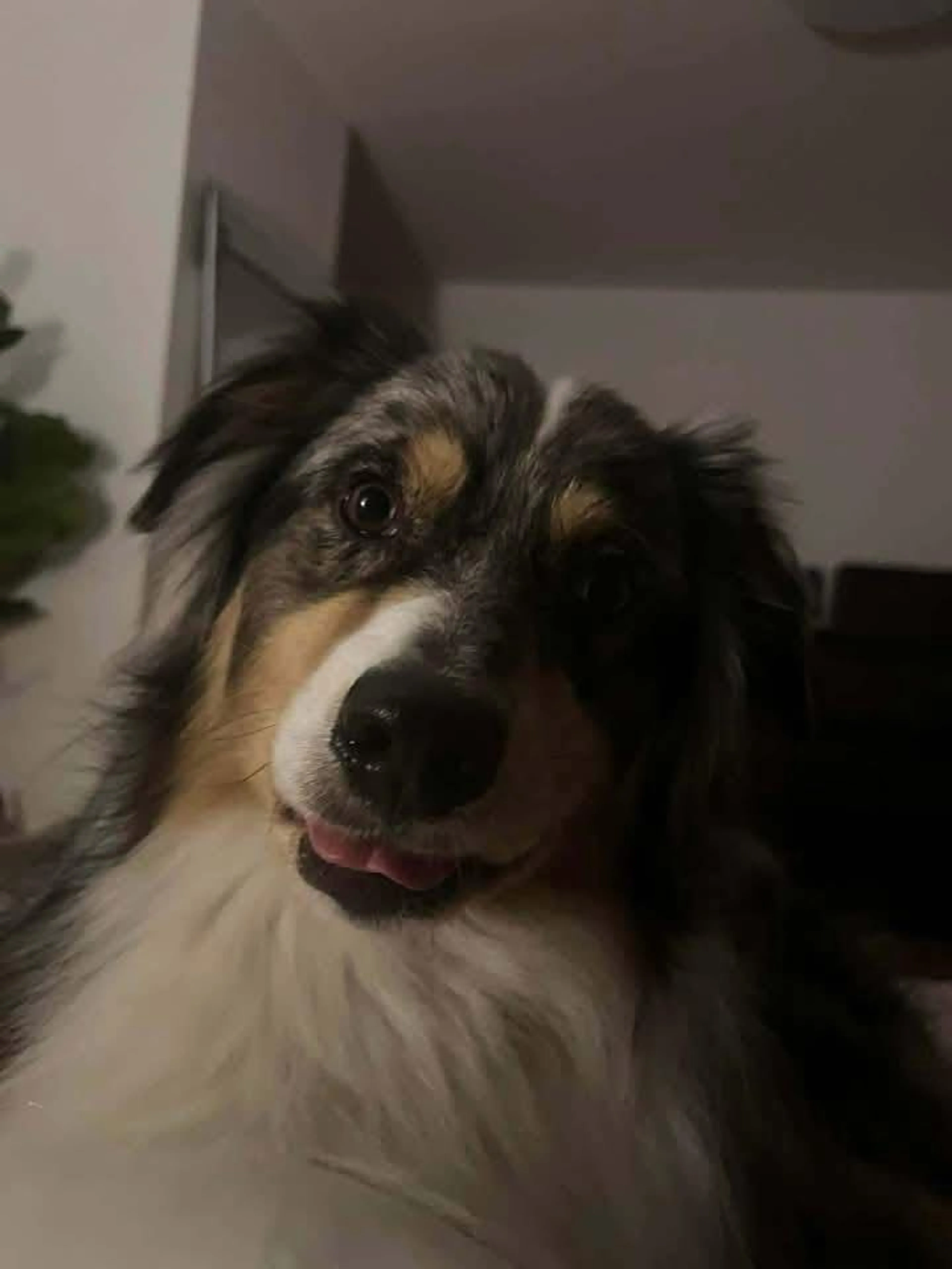 Lost pet