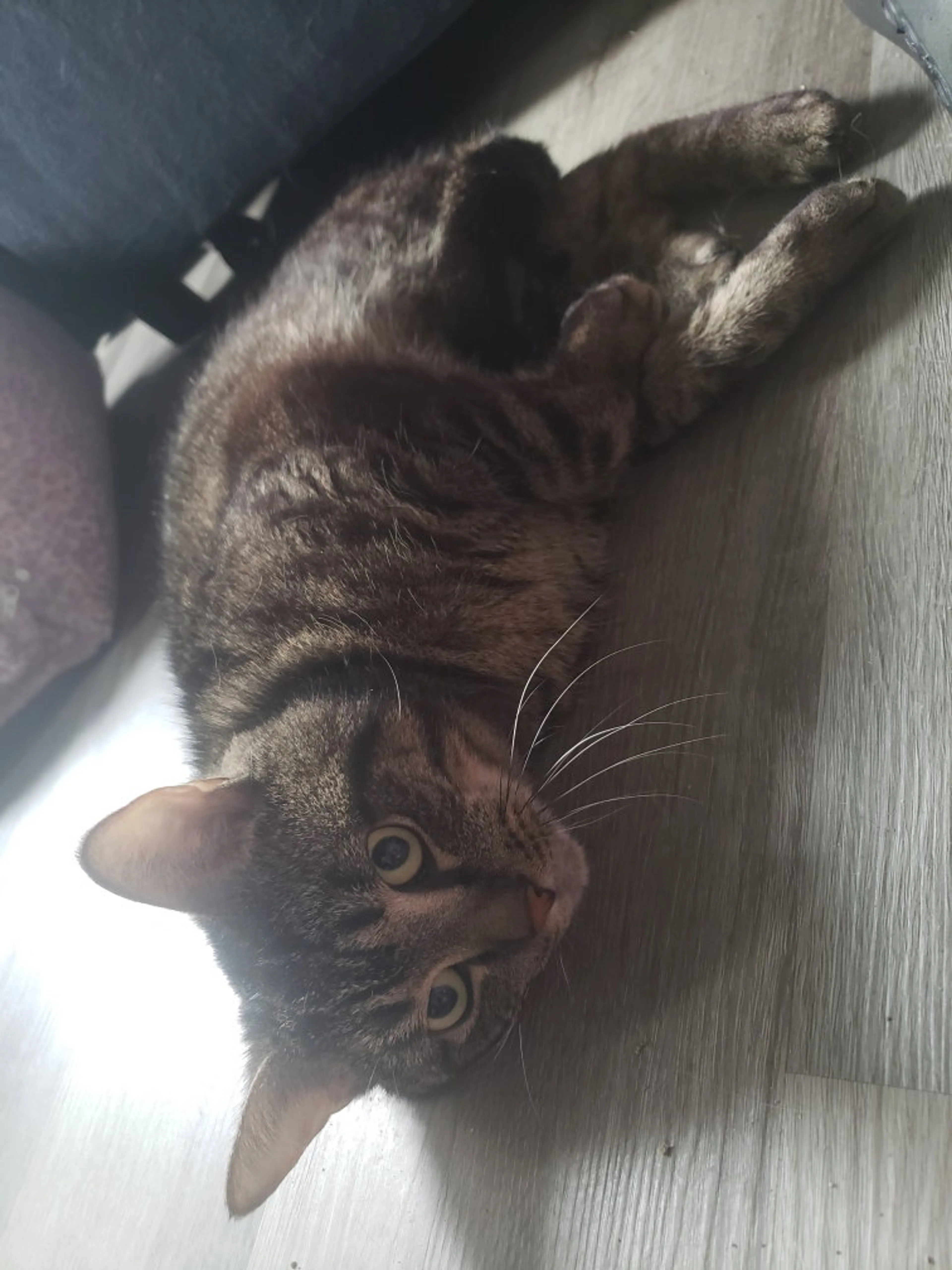 Found pet-2