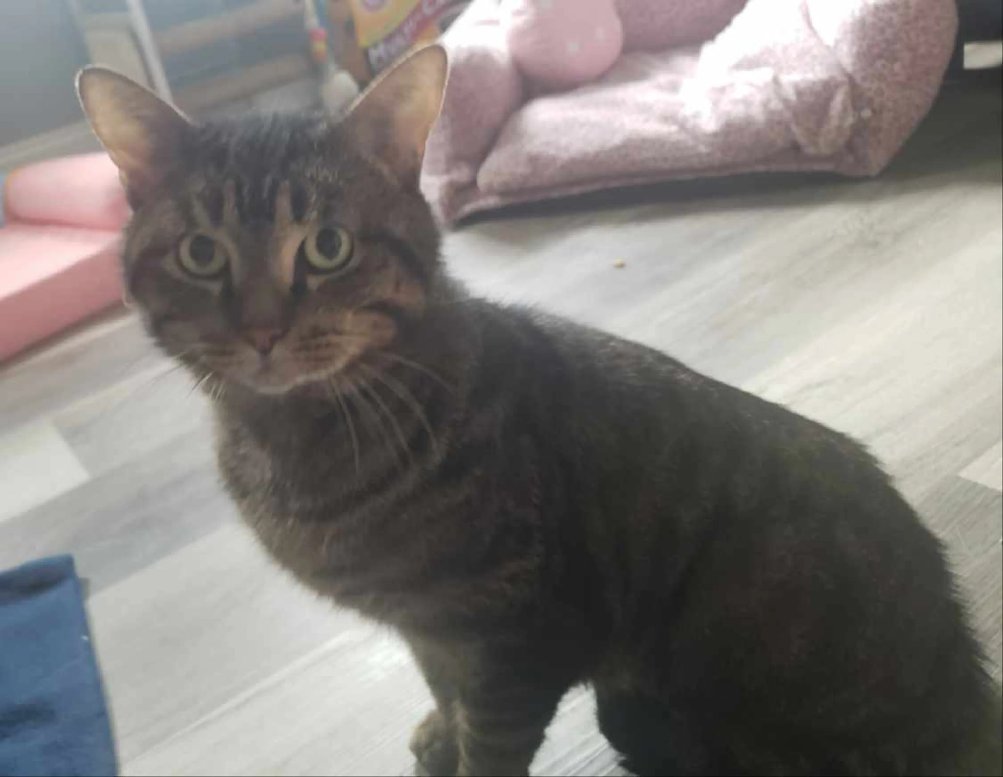 Found pet-4