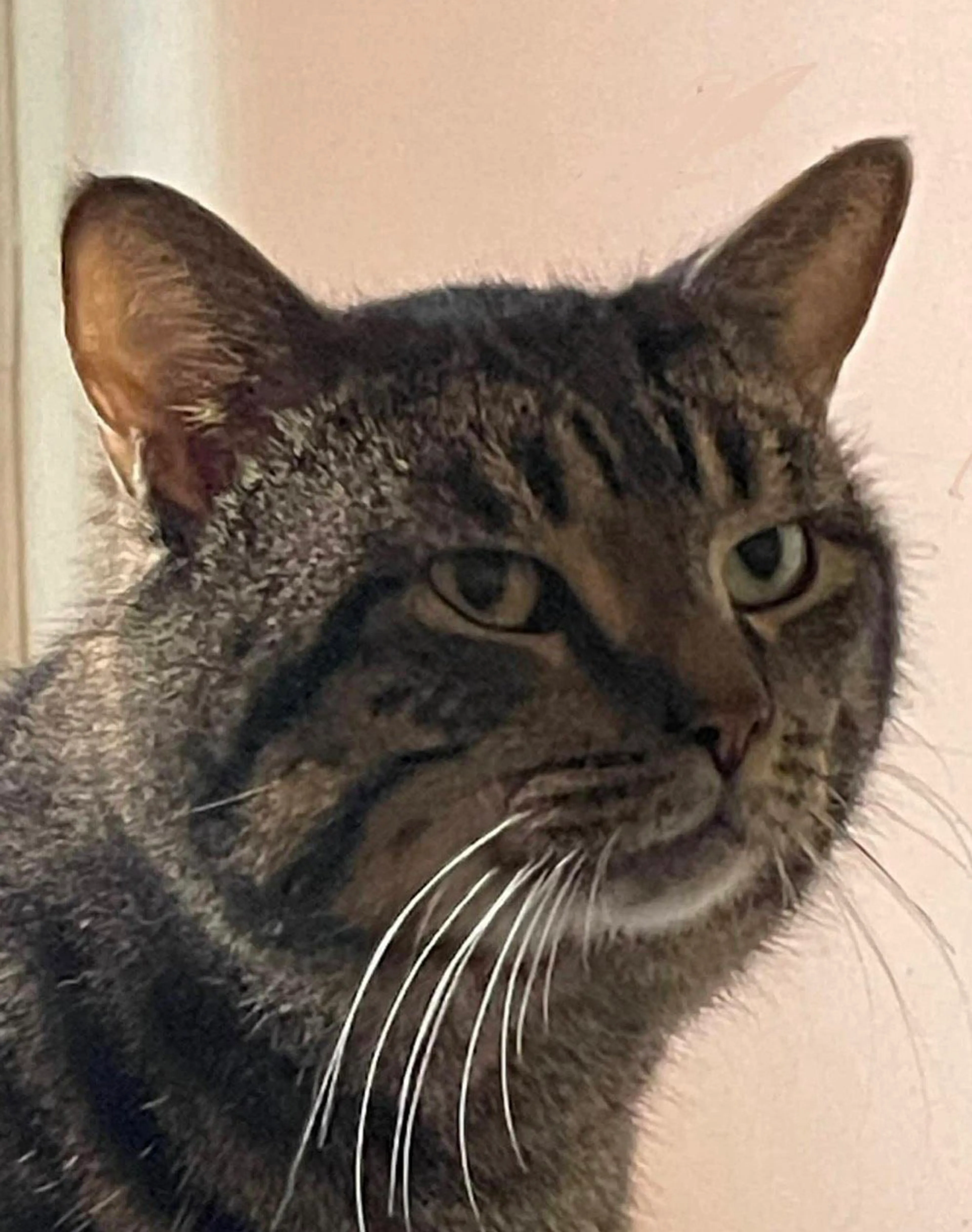 Found pet-0