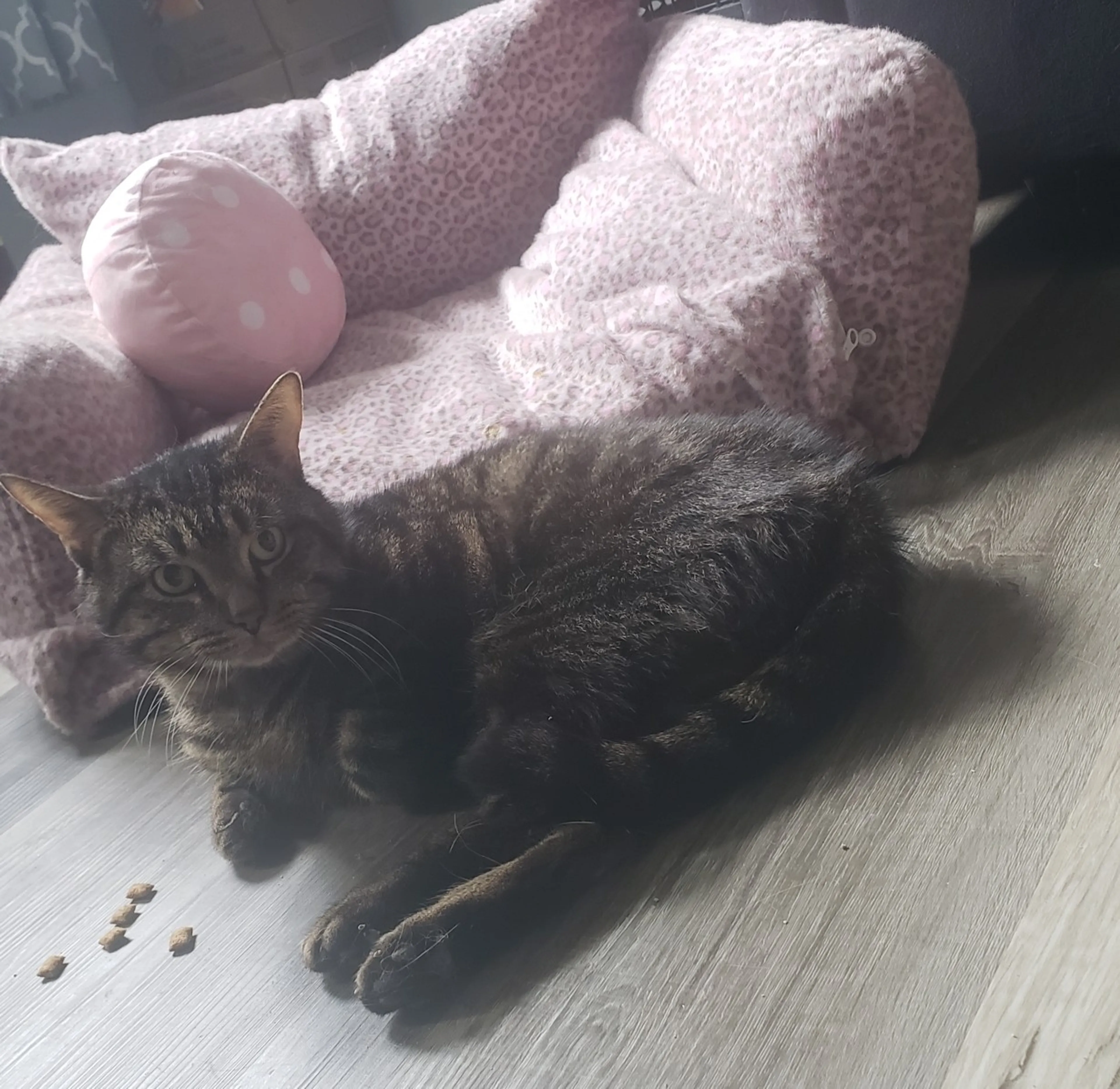 Found pet-5