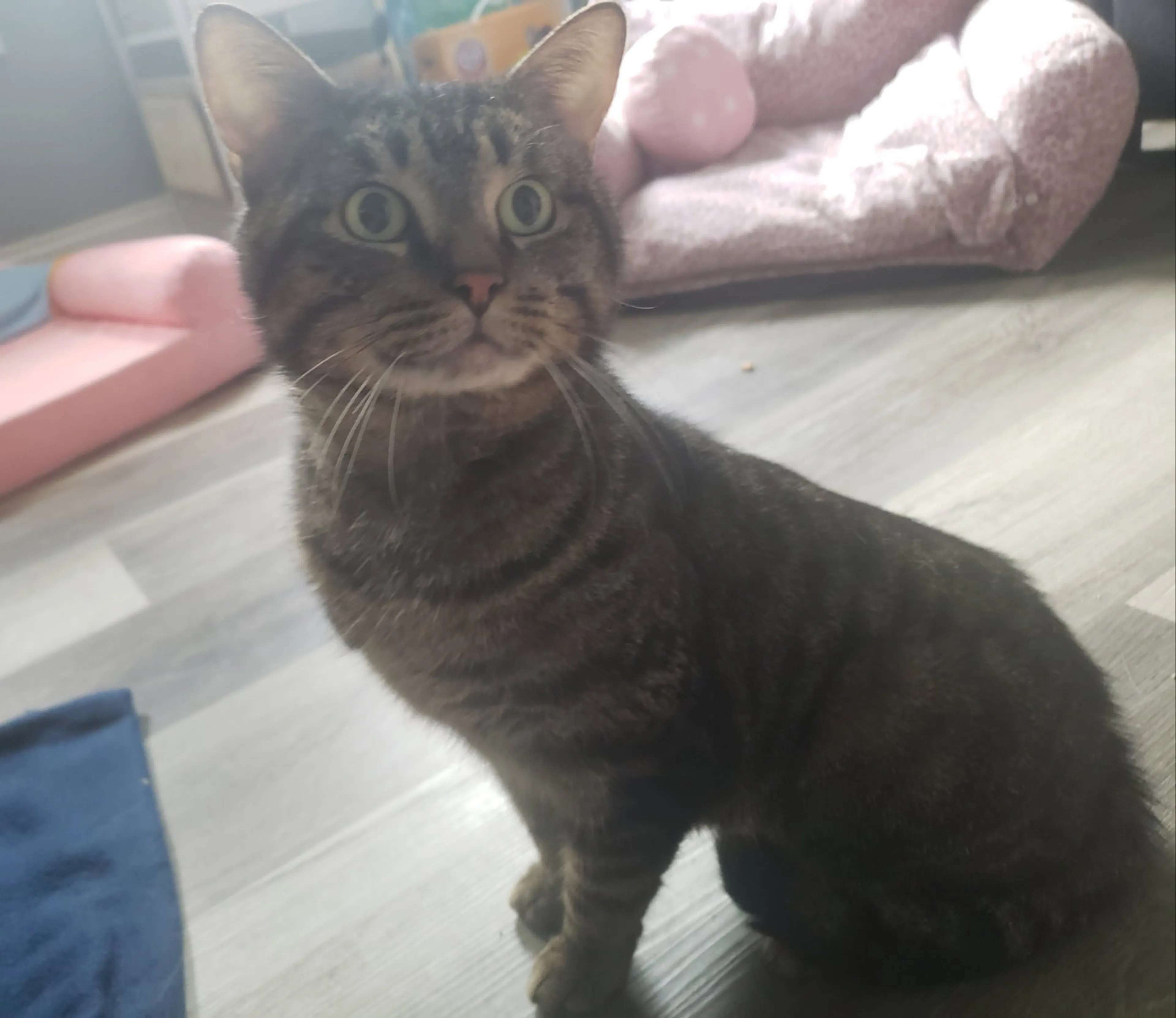 Found pet-3