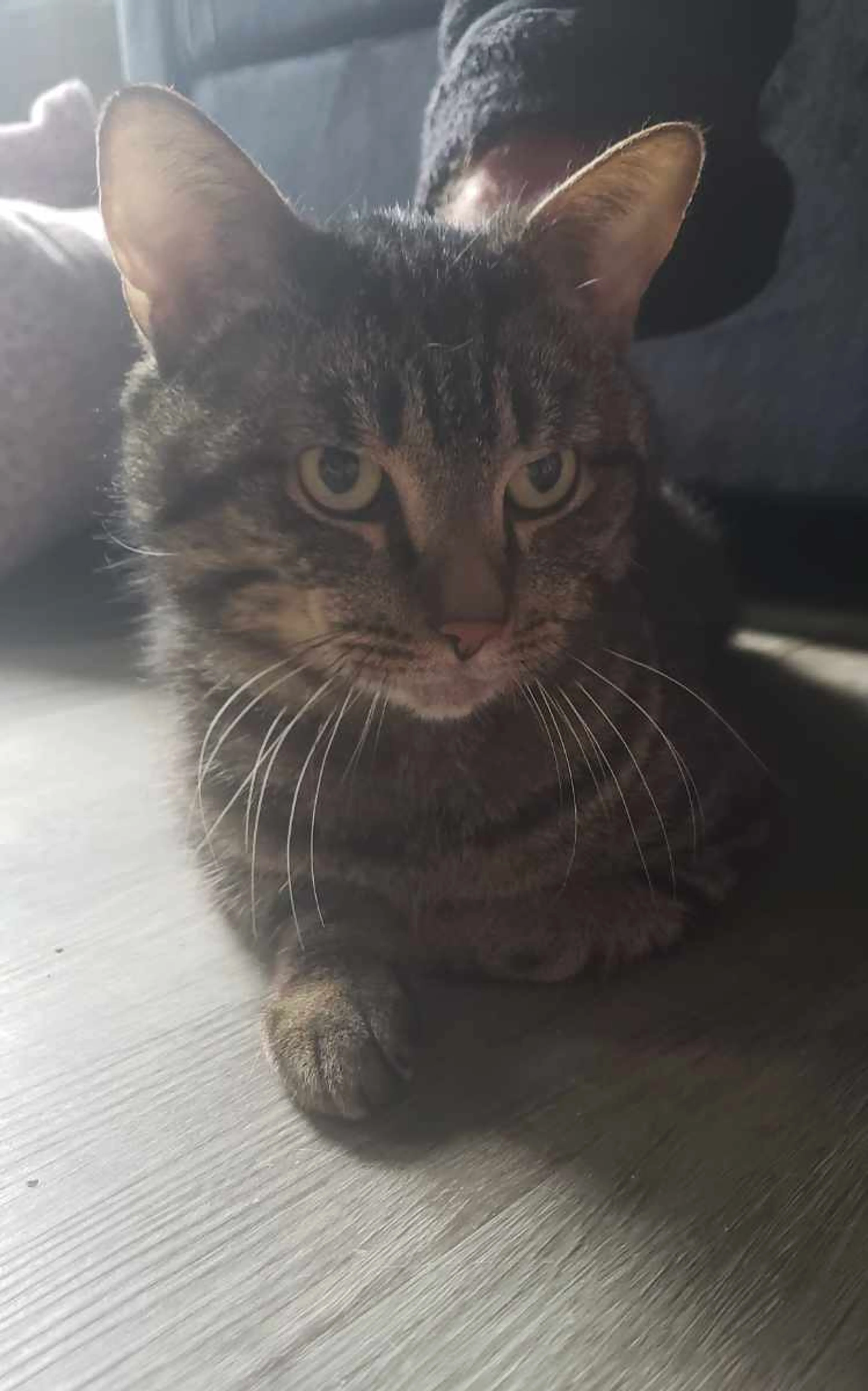 Found pet-1