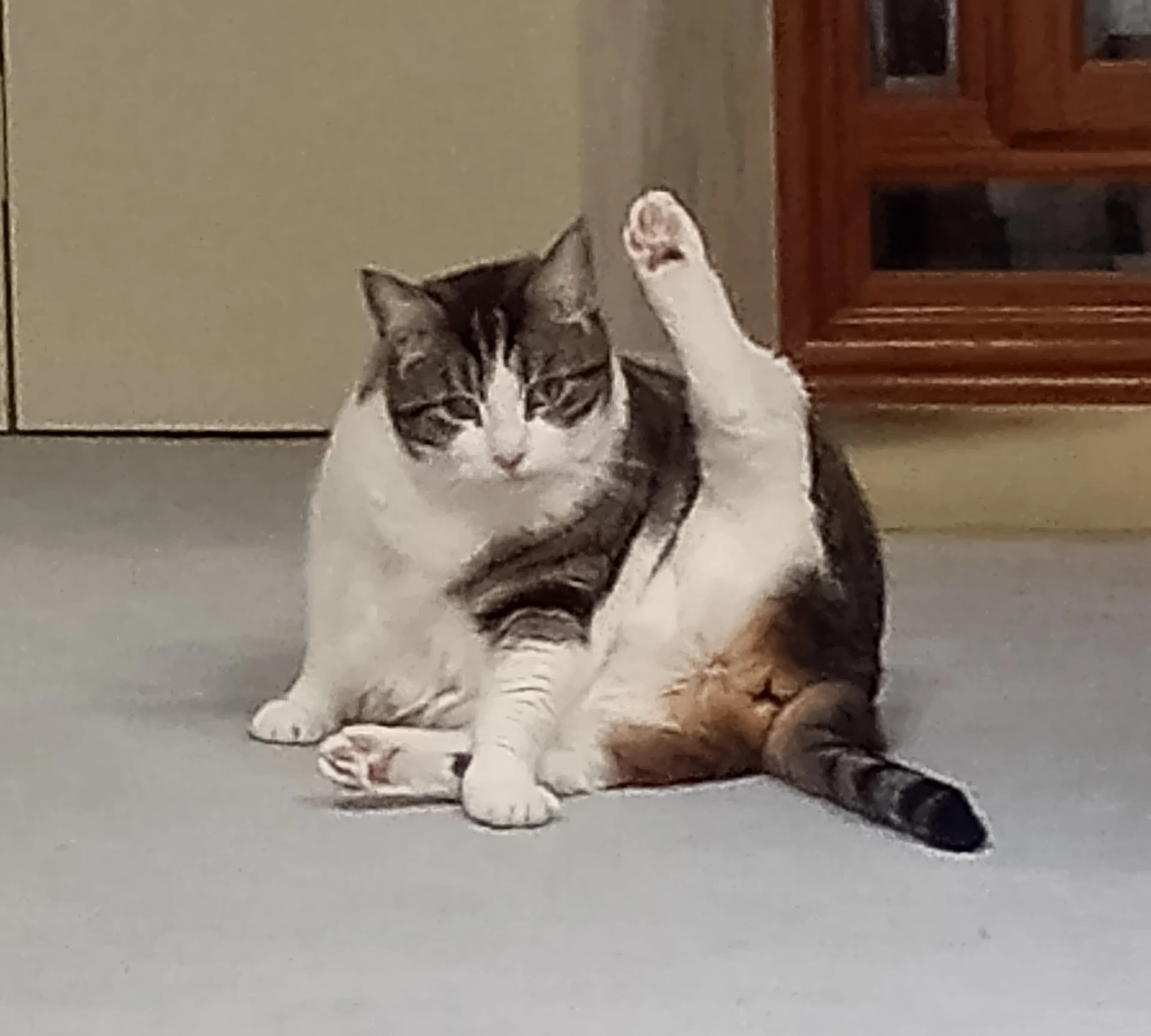 Found pet-3