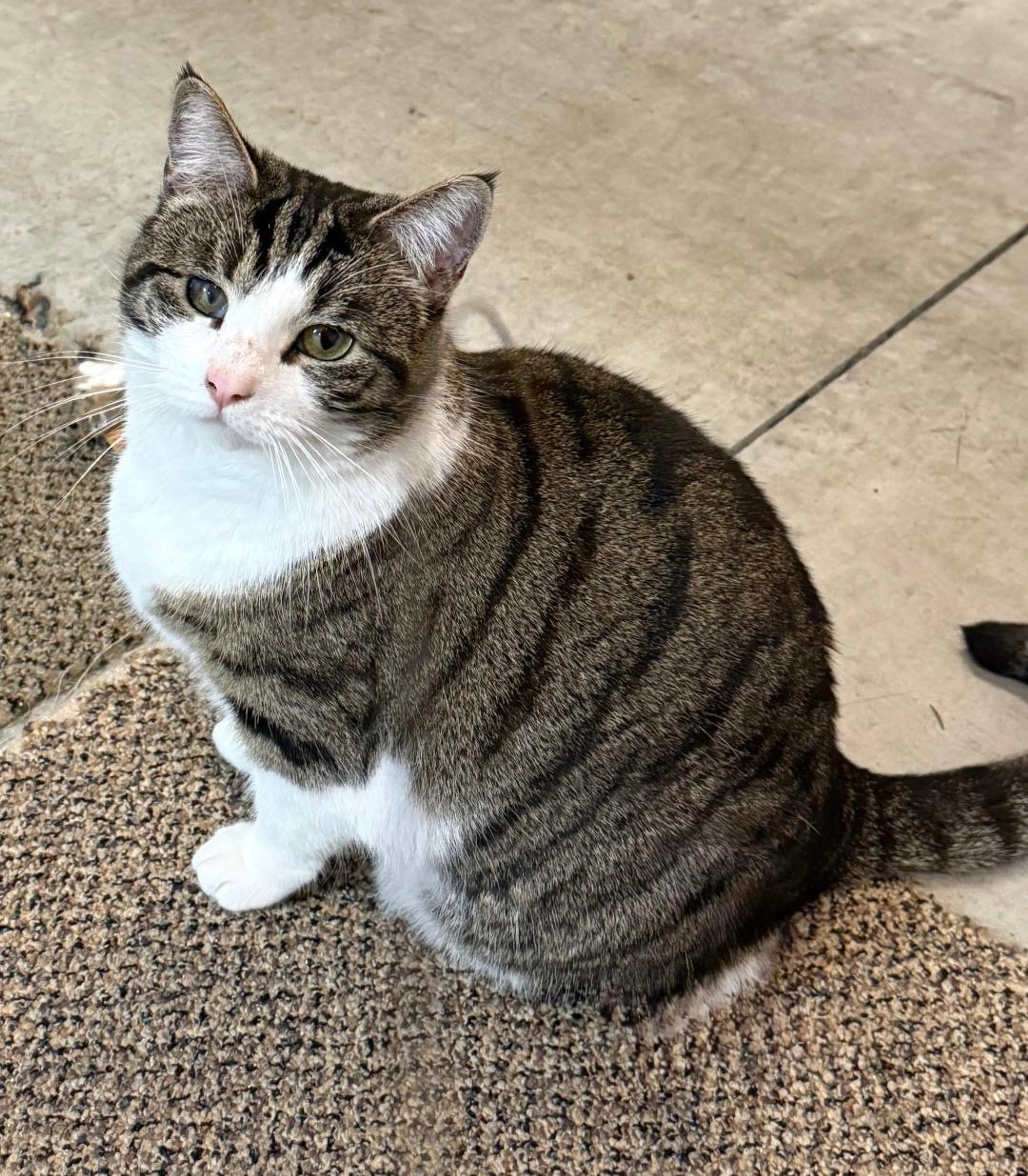 Found pet-1