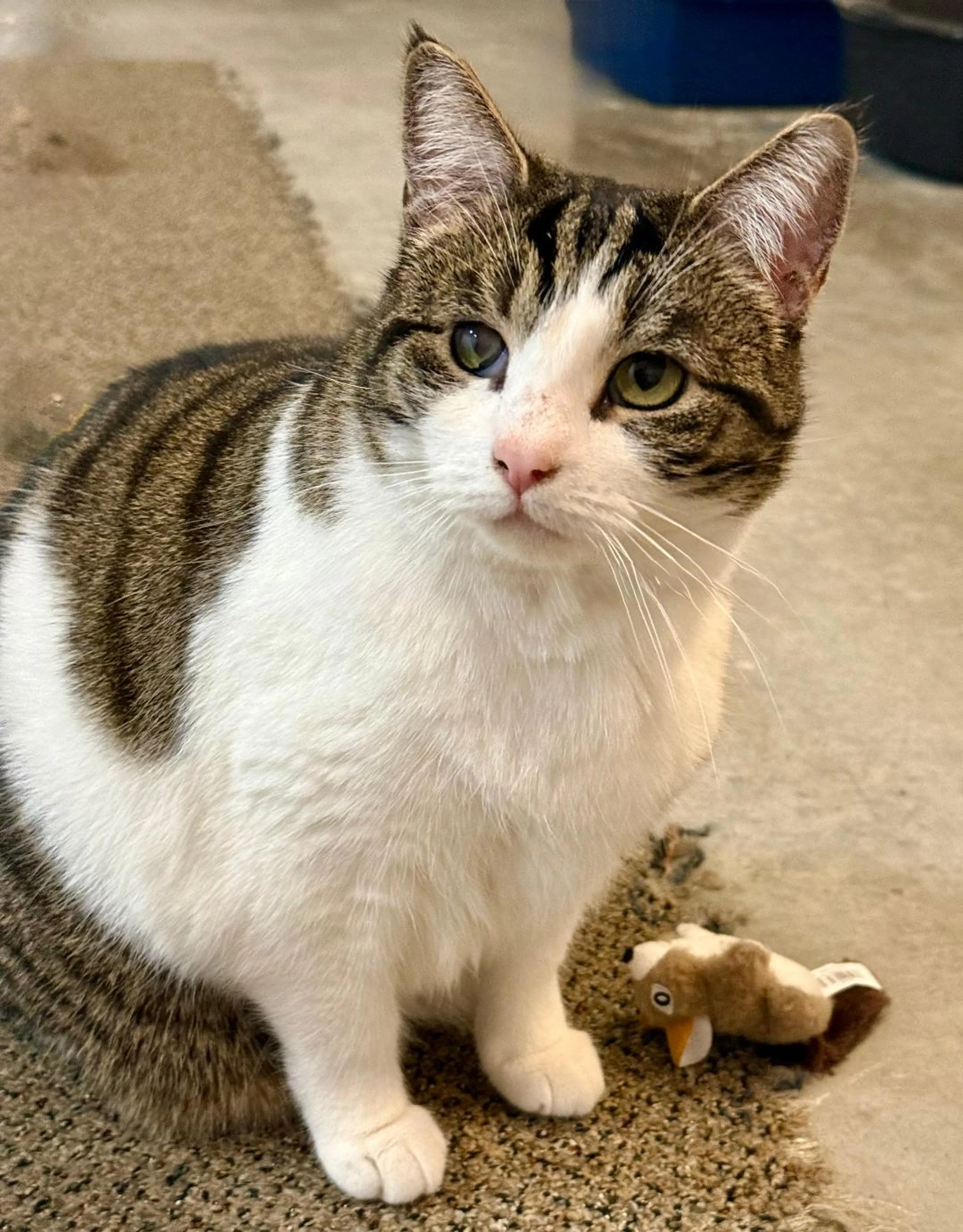 Found pet-2