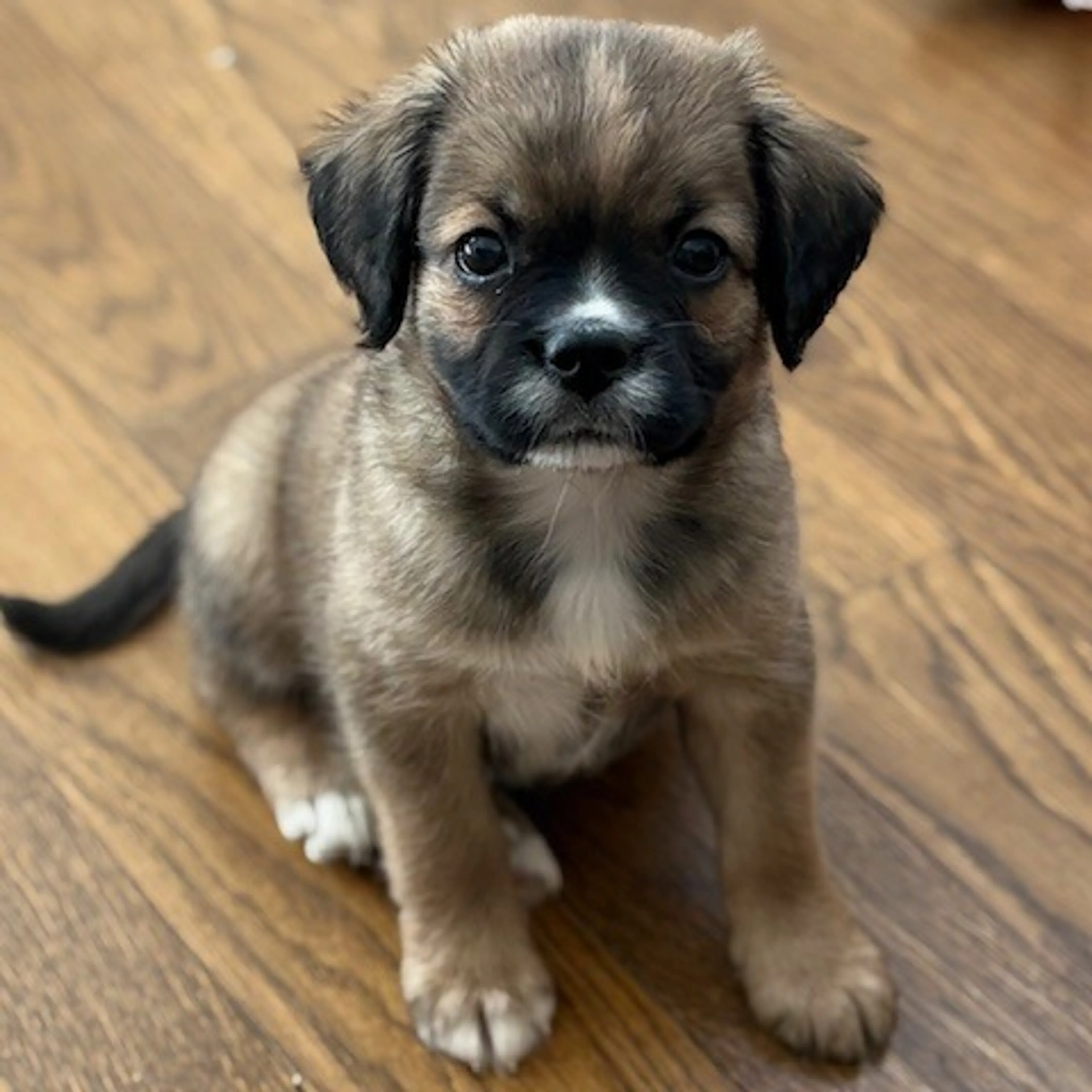 Found pet-1