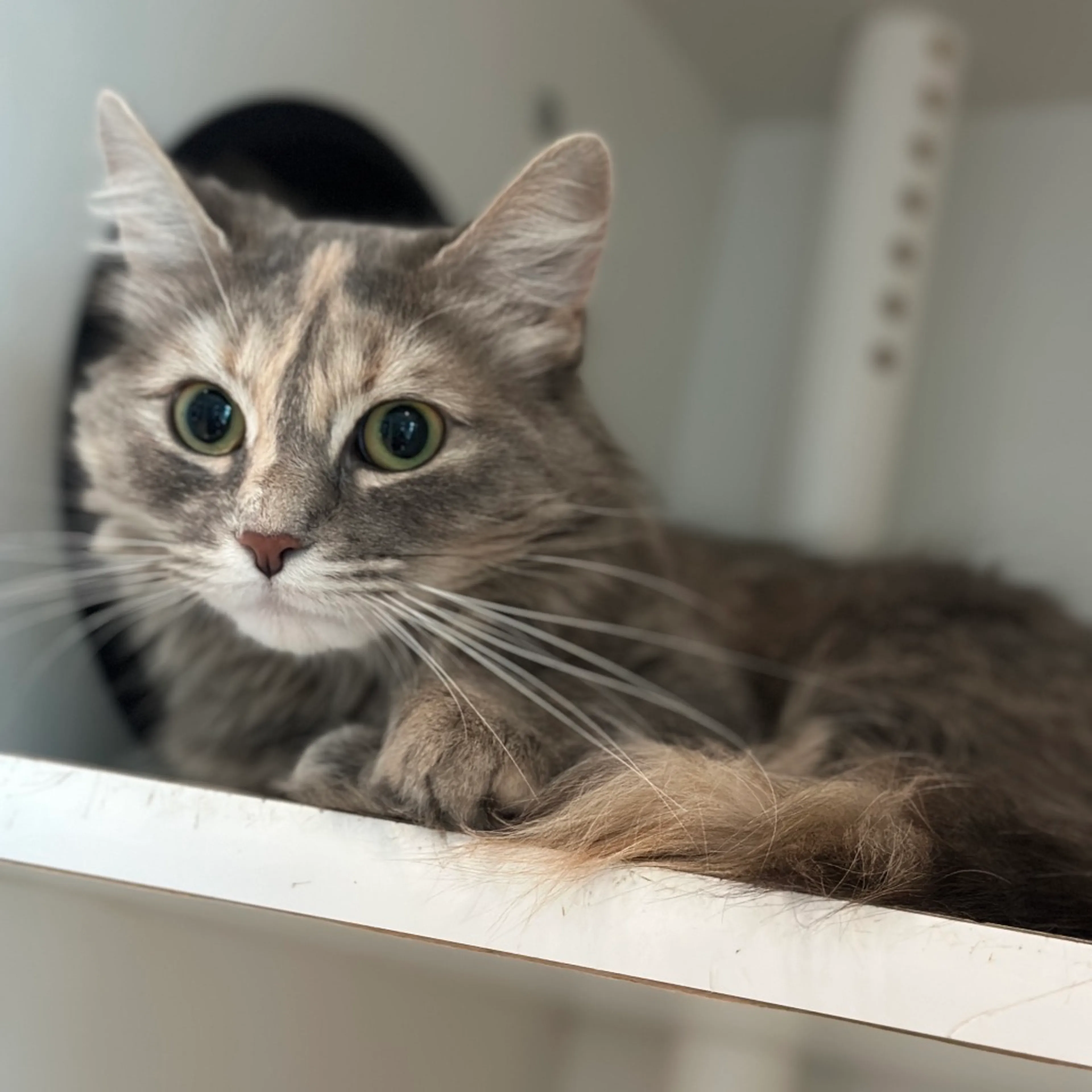 Found pet-4