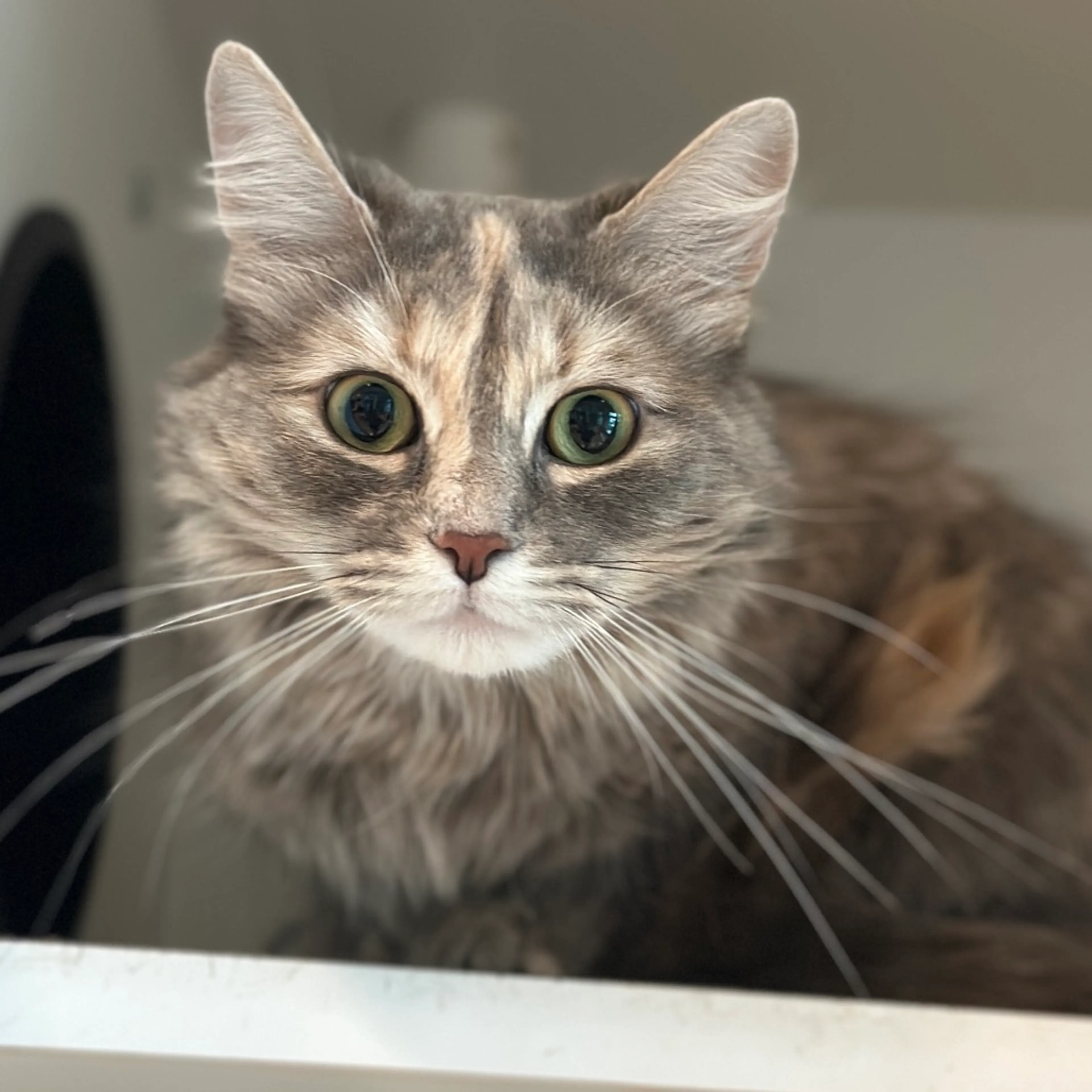Found pet-1
