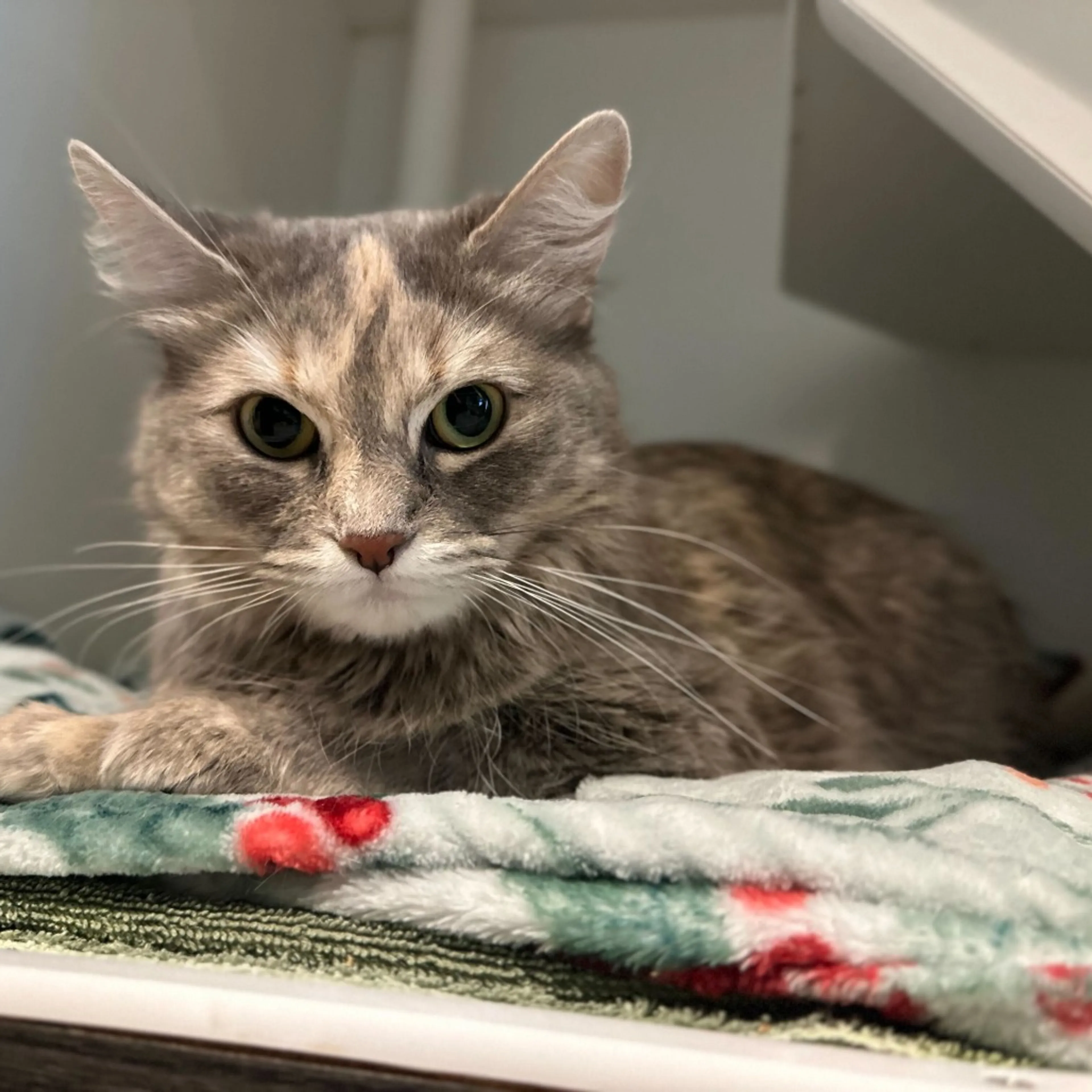 Found pet-2
