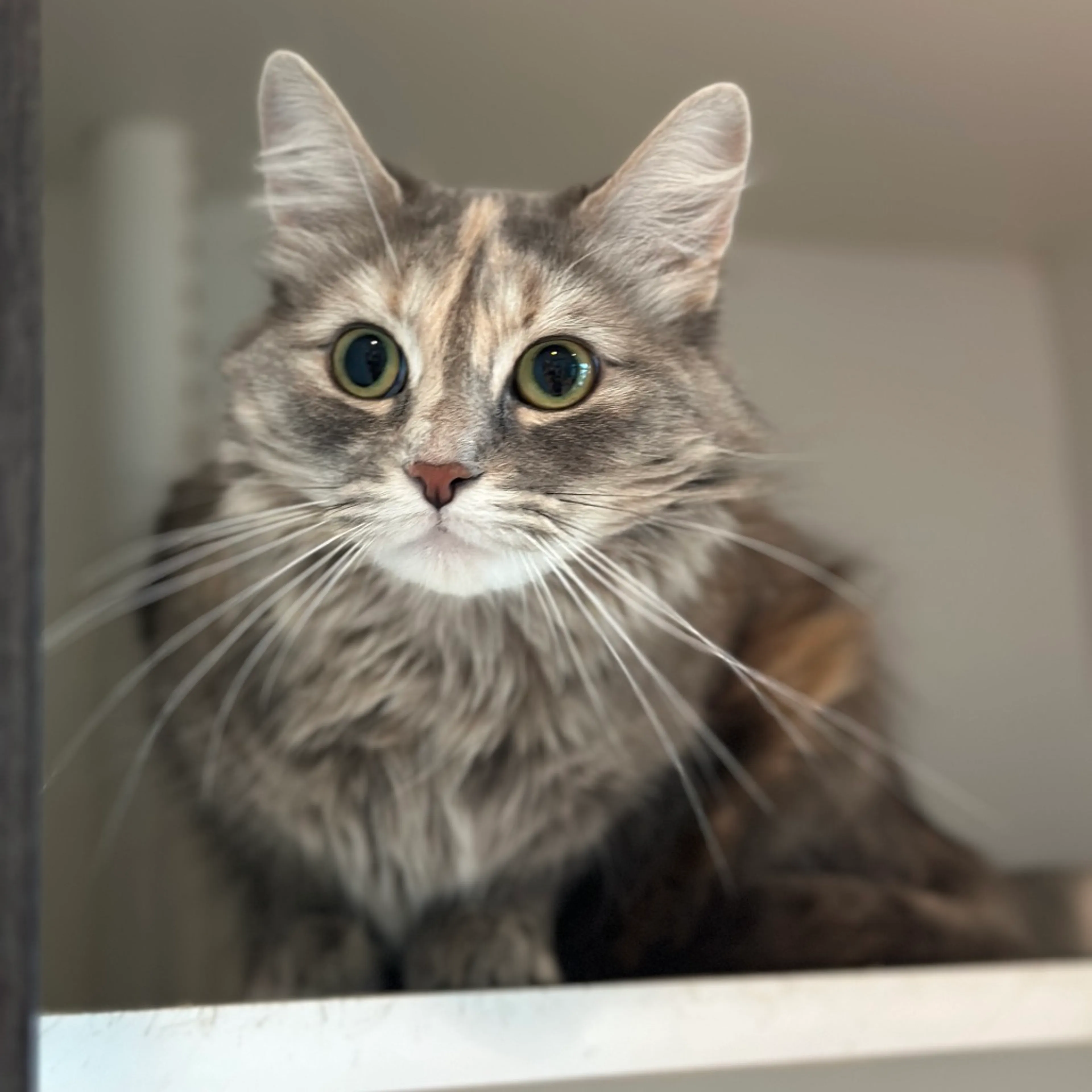 Found pet-3
