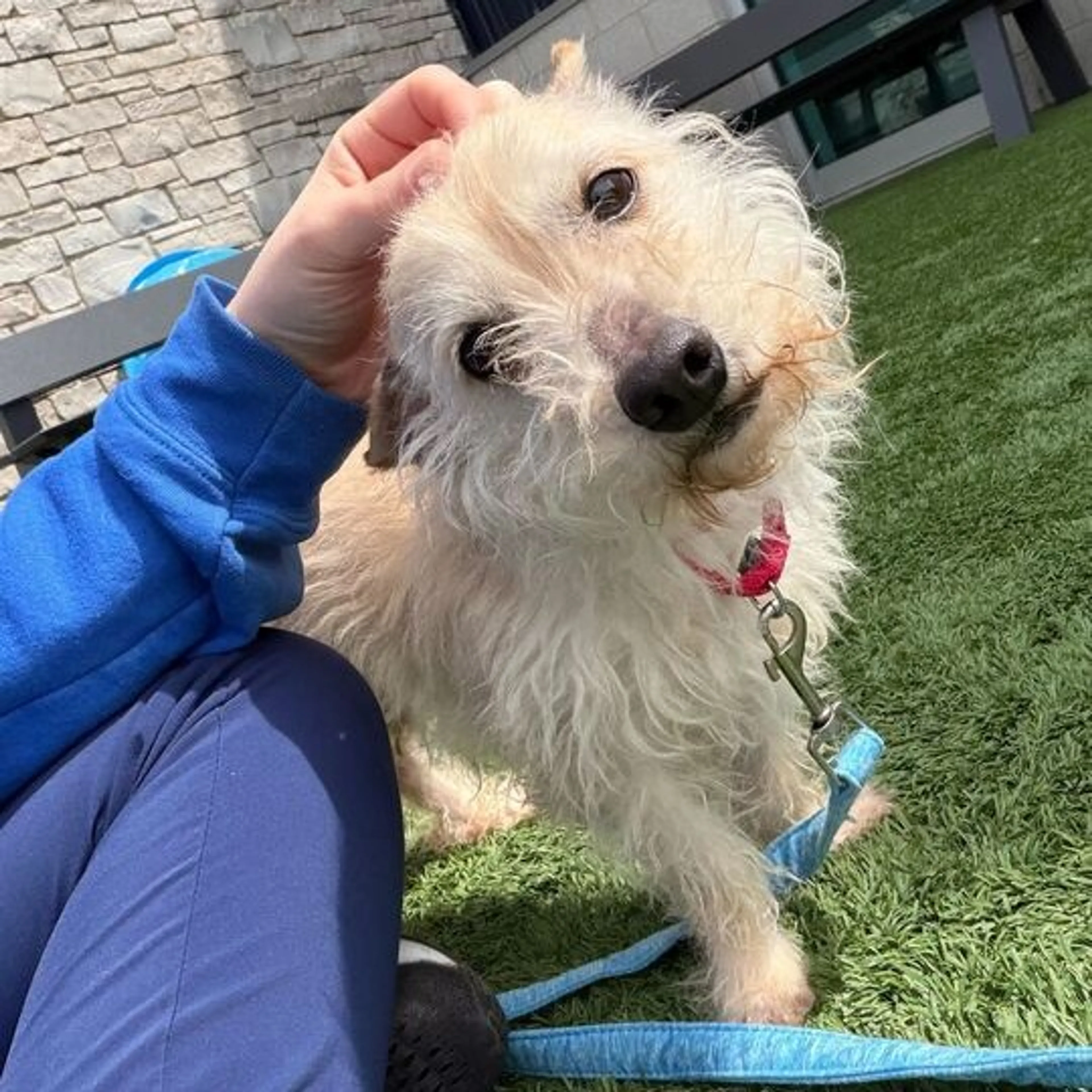 Found pet-1