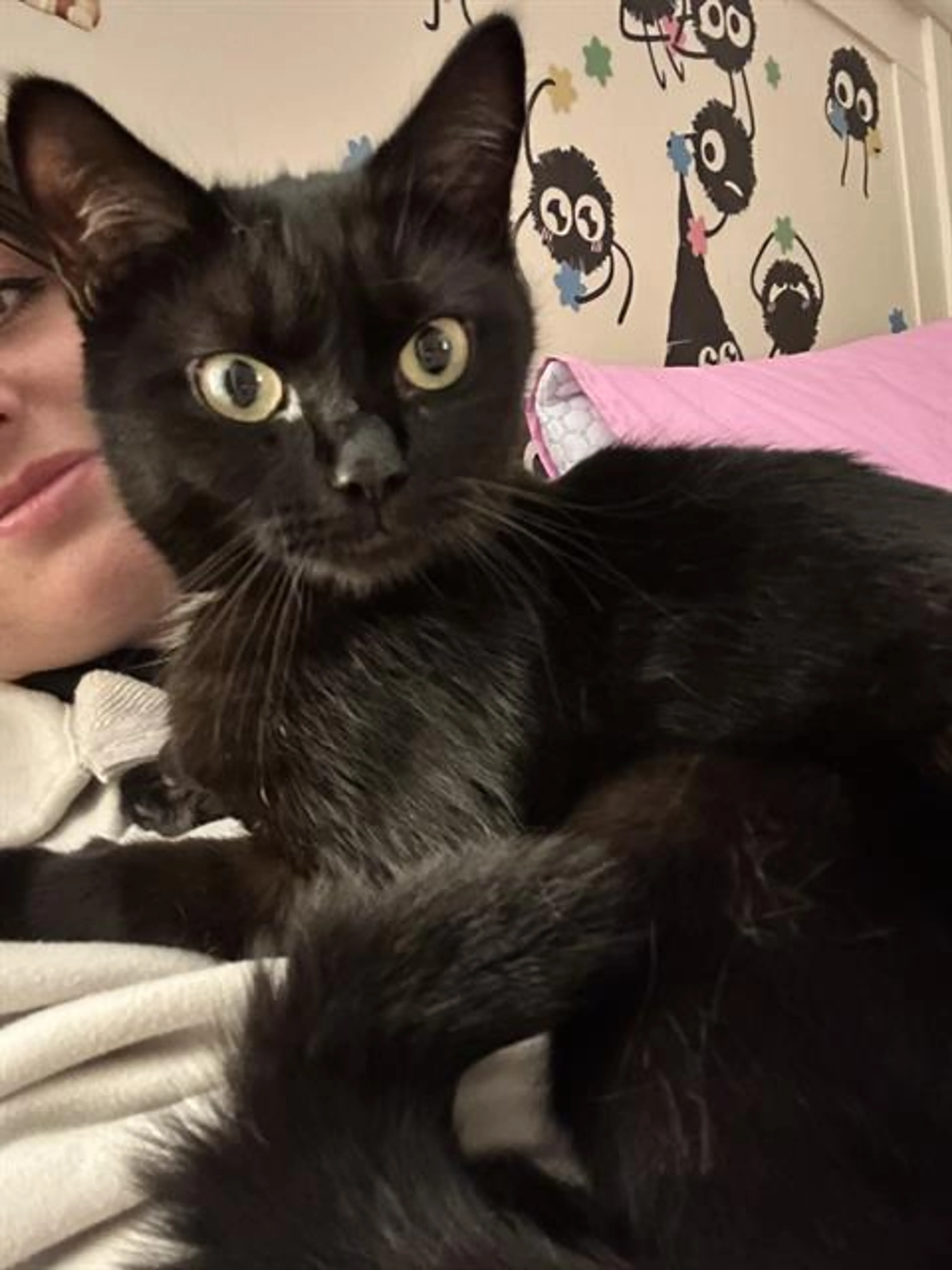 Found pet