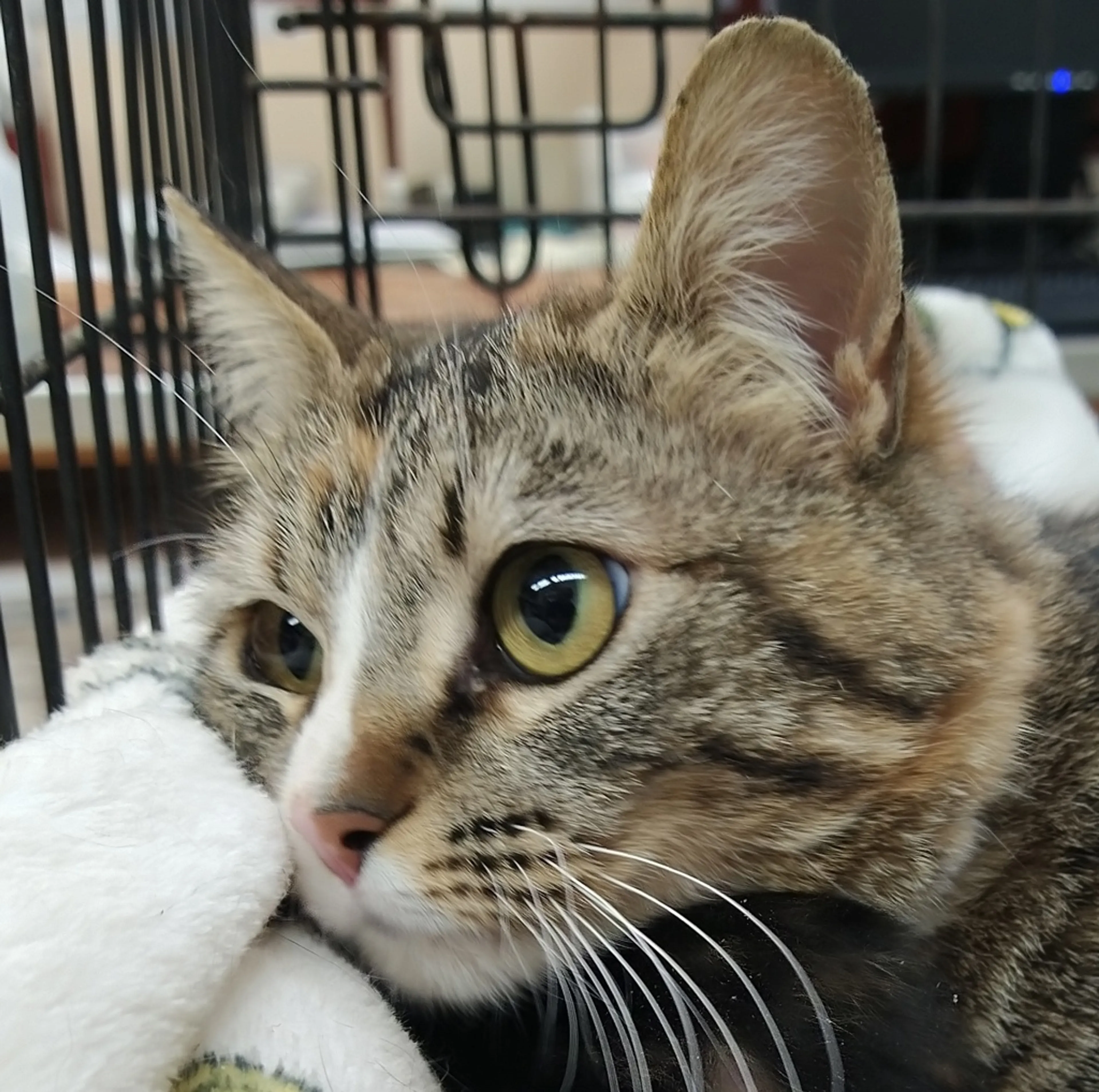 Found pet