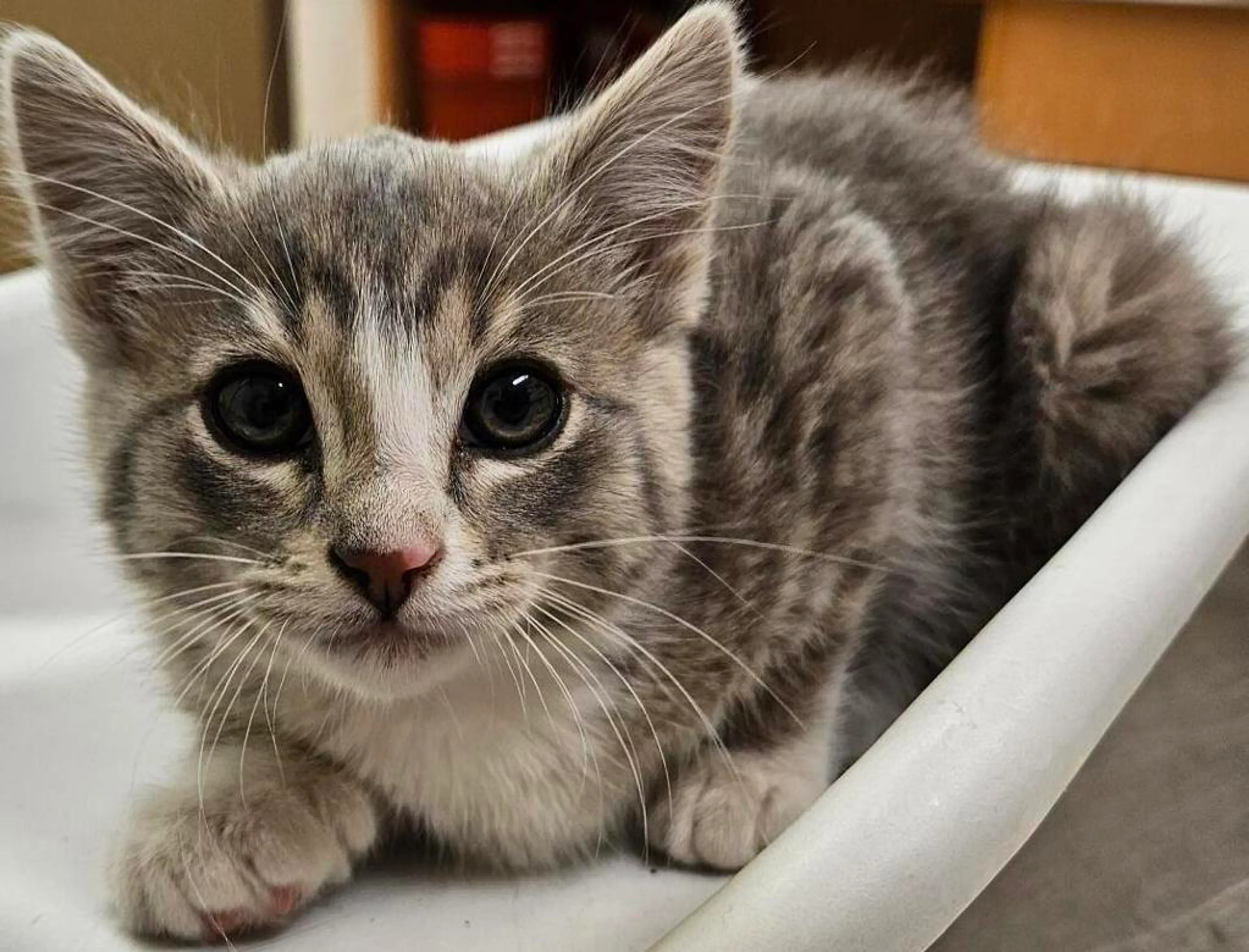 Found pet