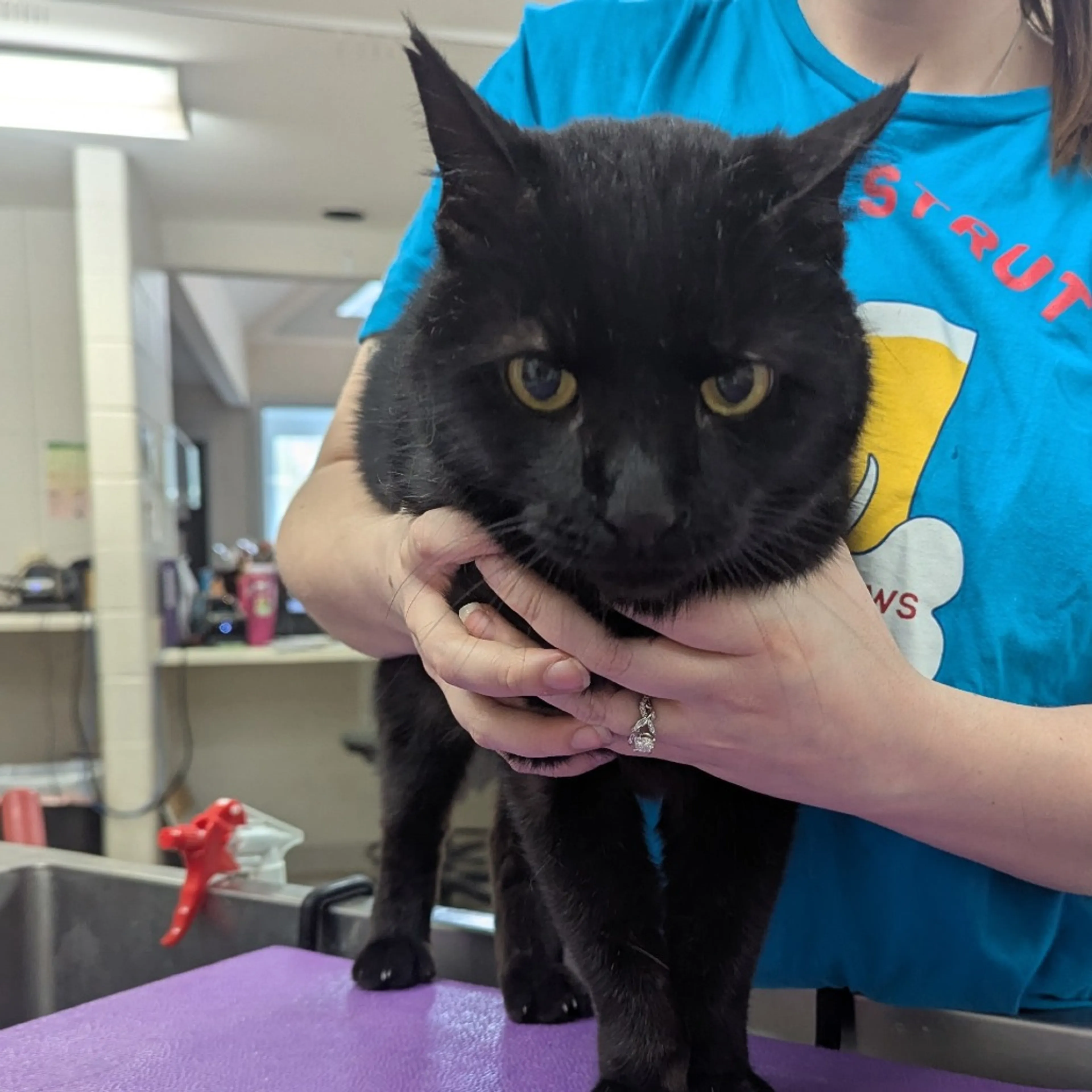 Found pet