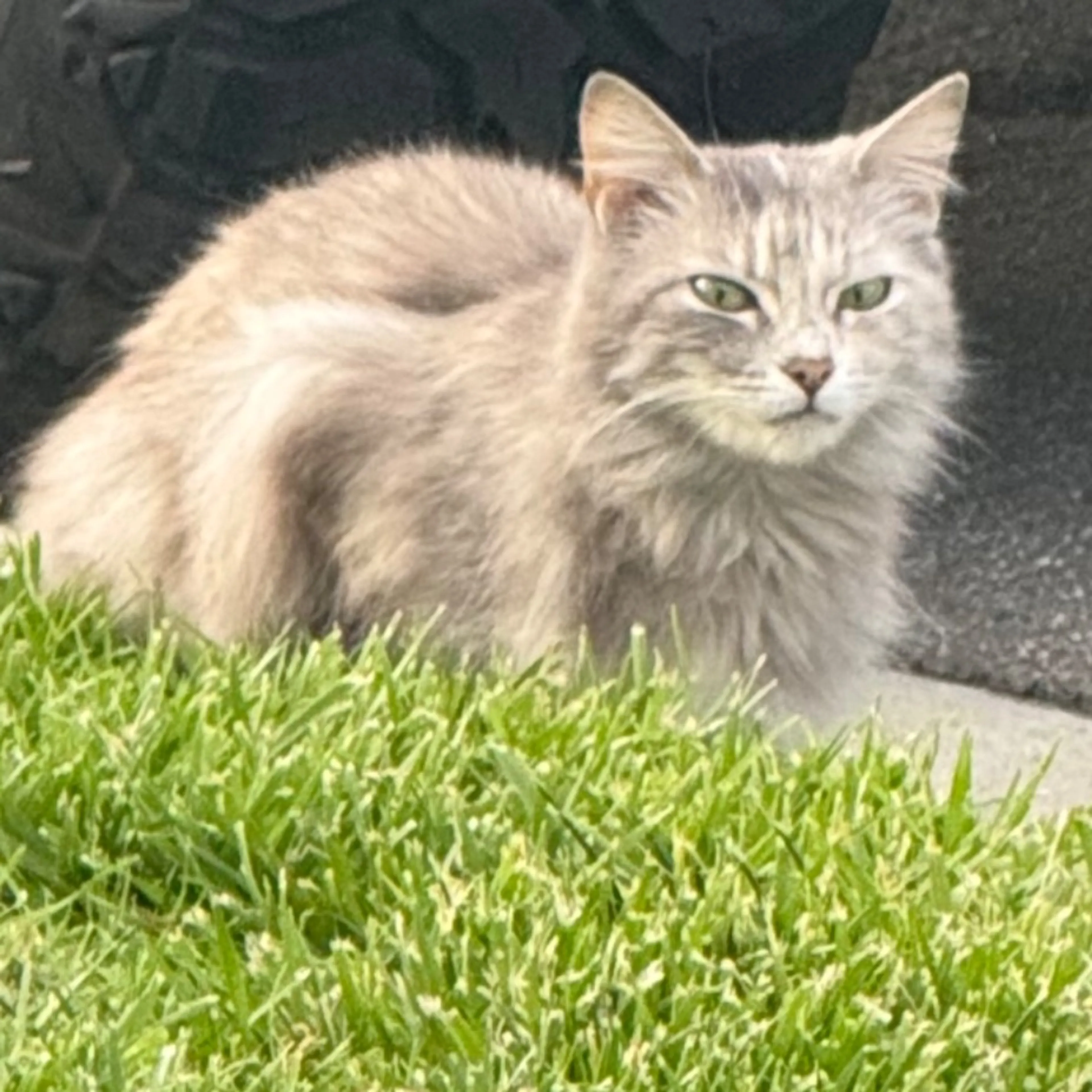 Found pet-0