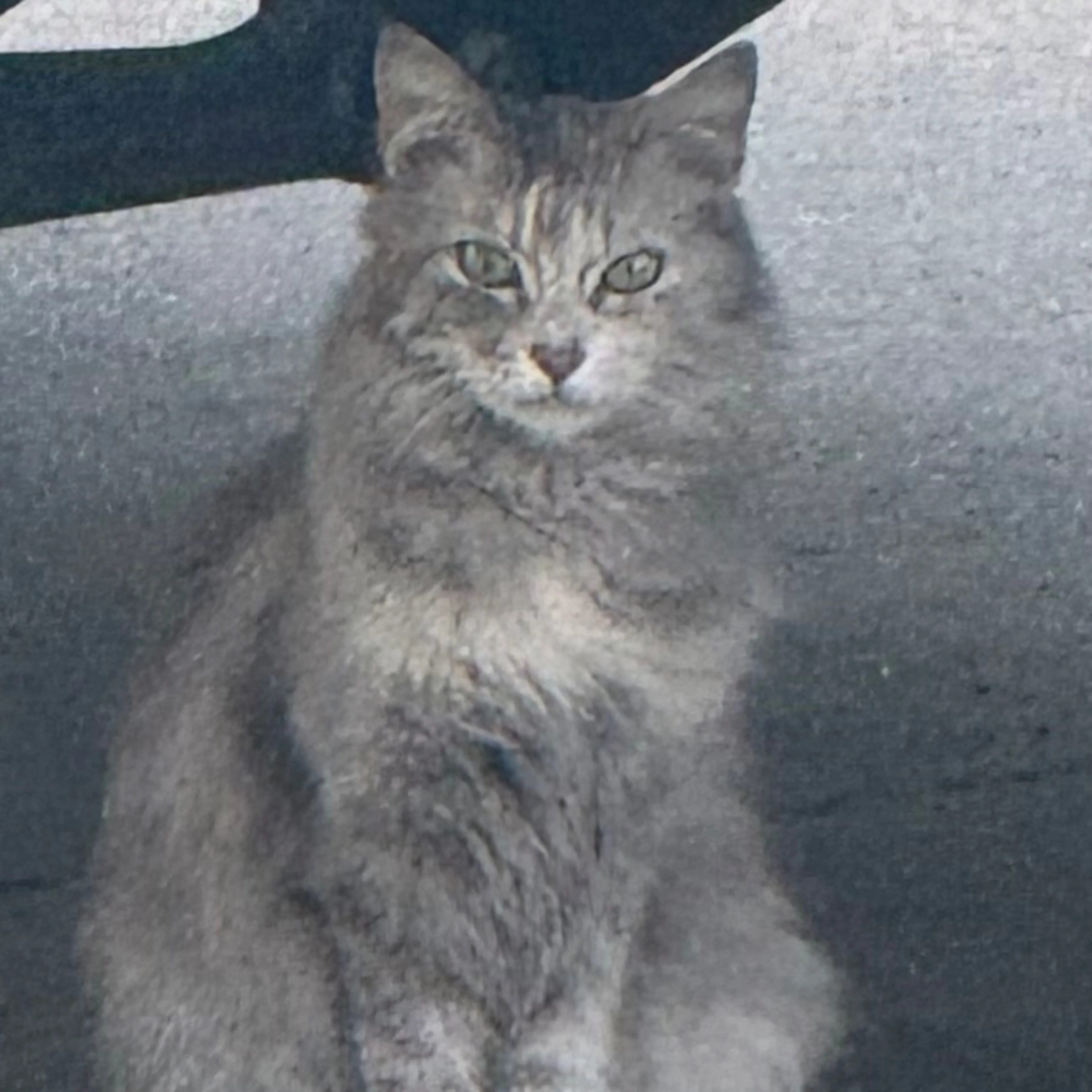 Found pet-1