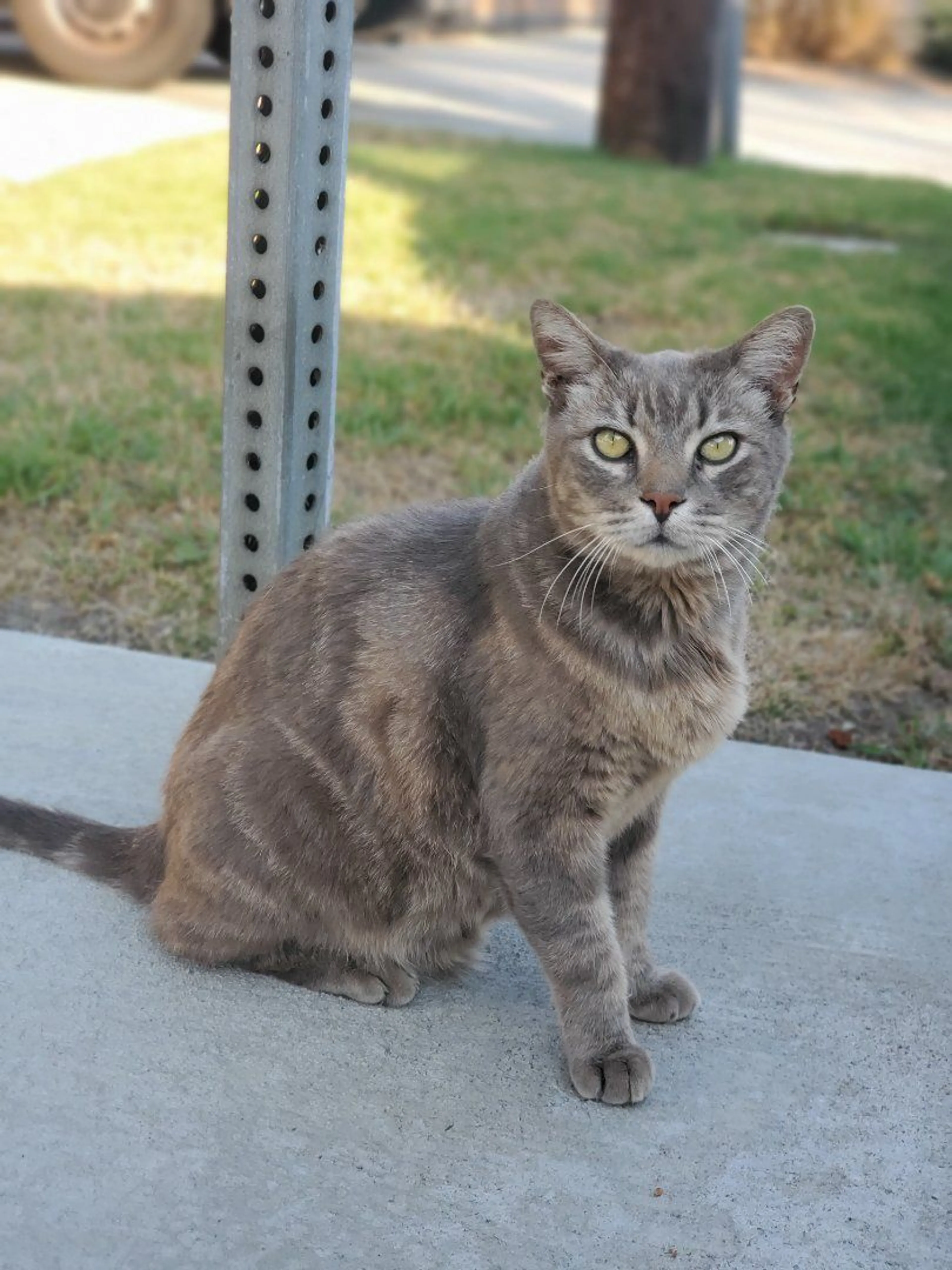 Lost pet