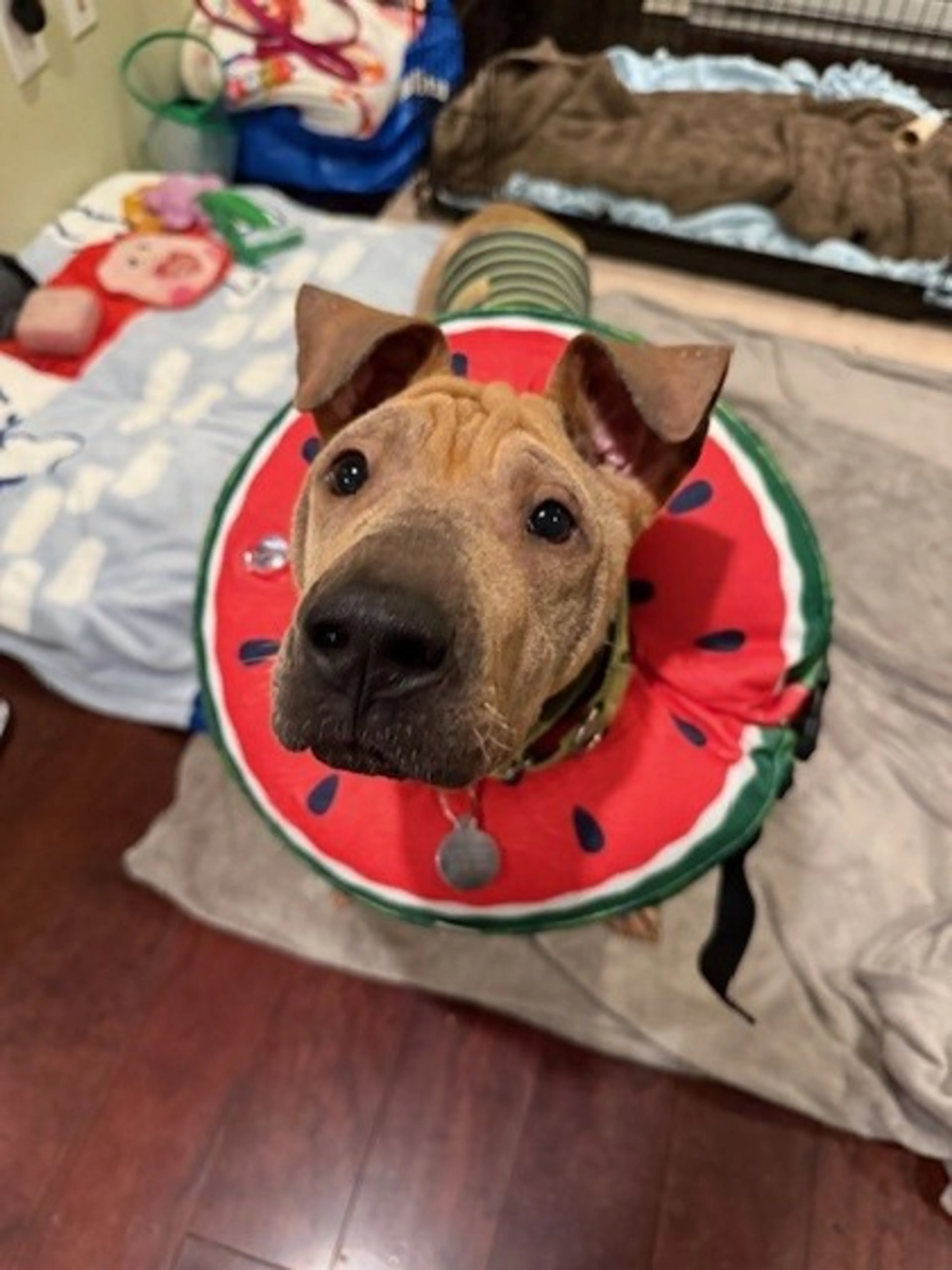 Found pet-2