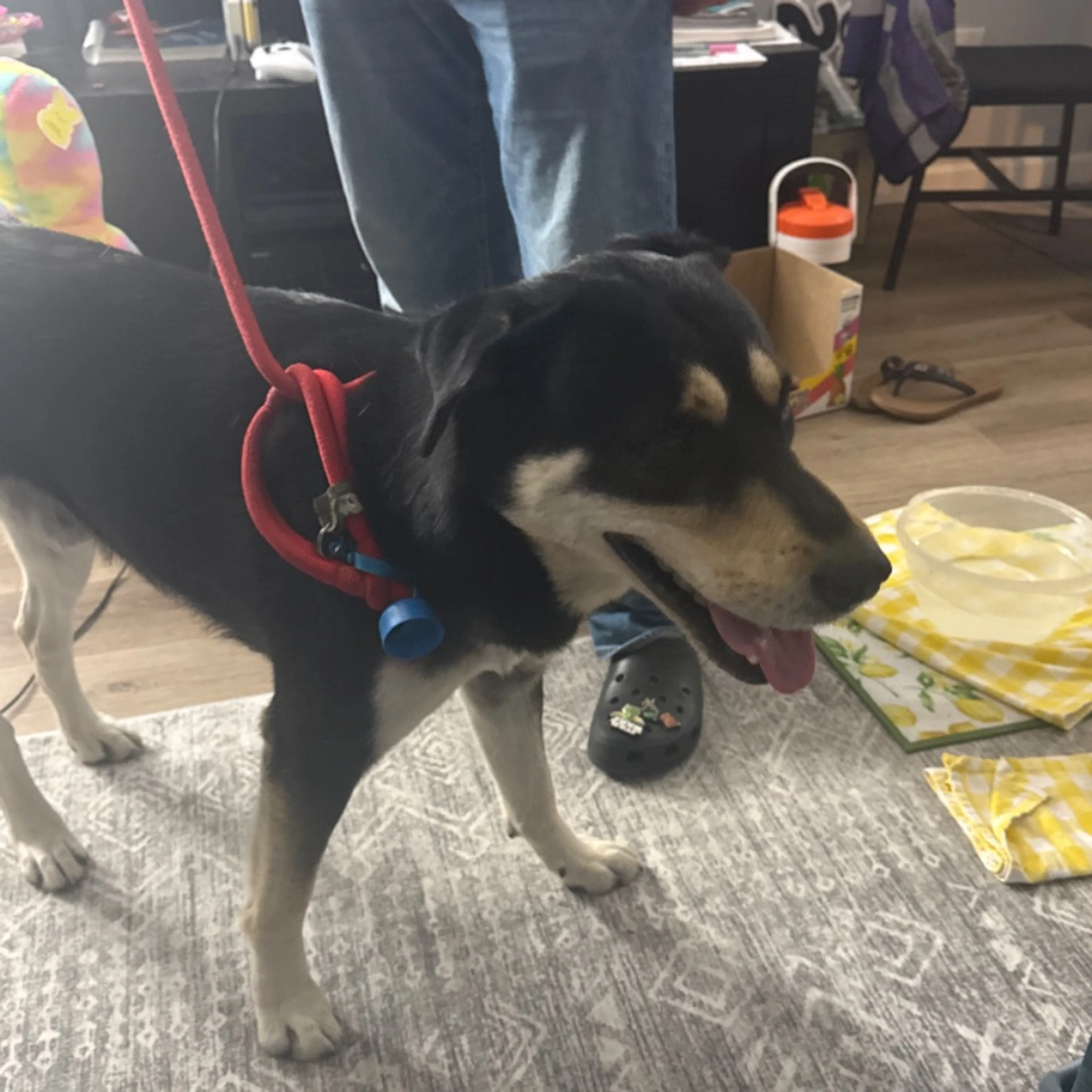 Found pet