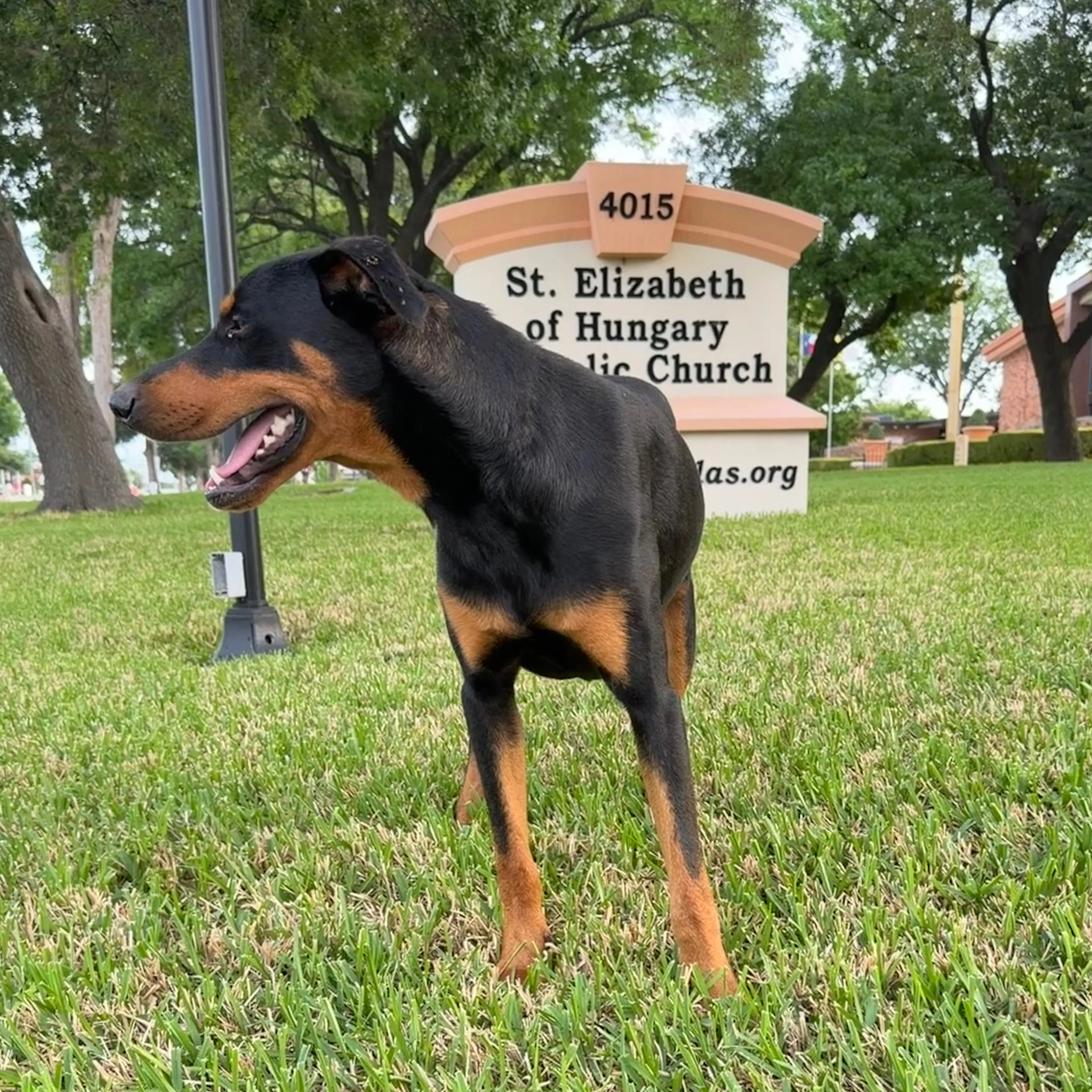 Found pet-1
