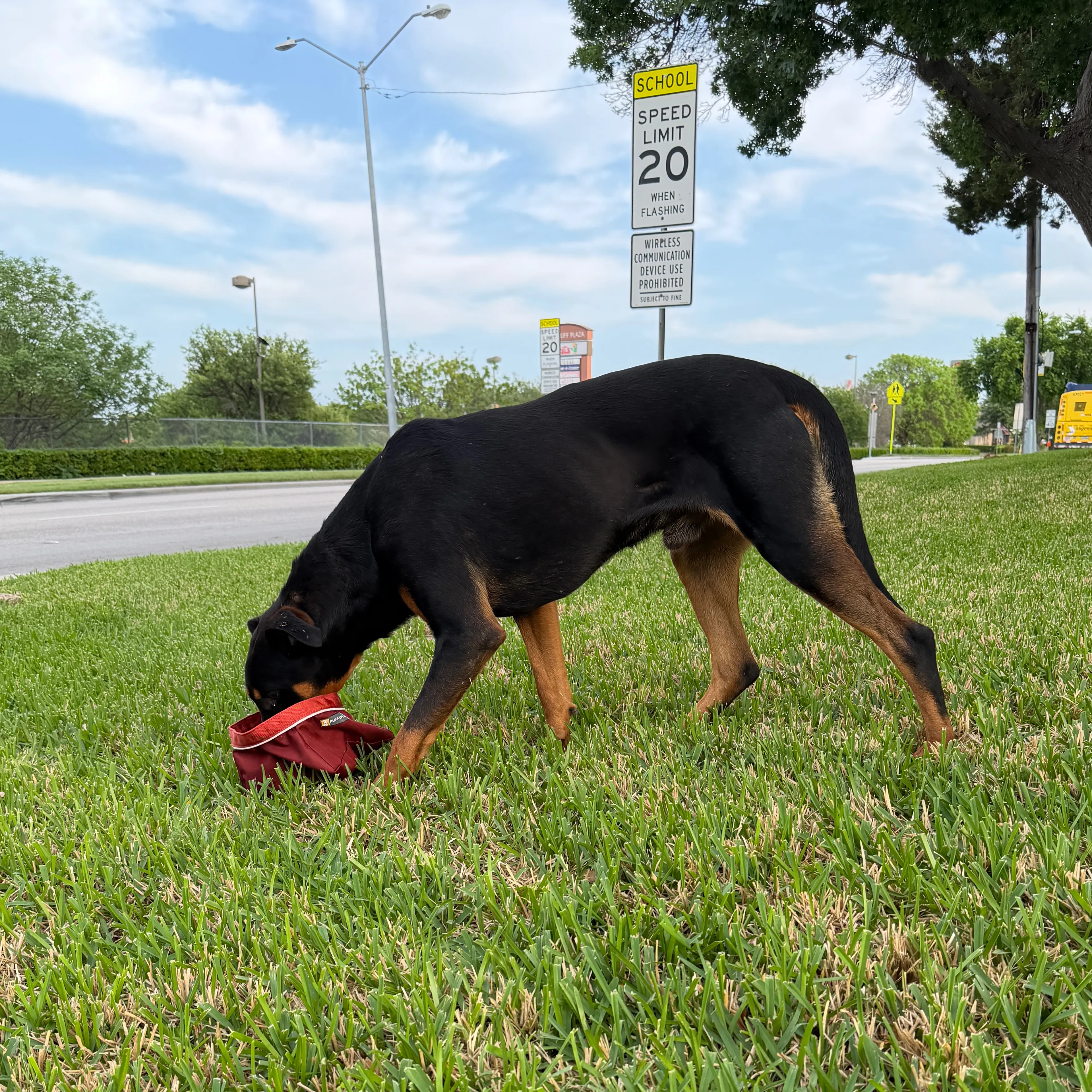 Found pet-2