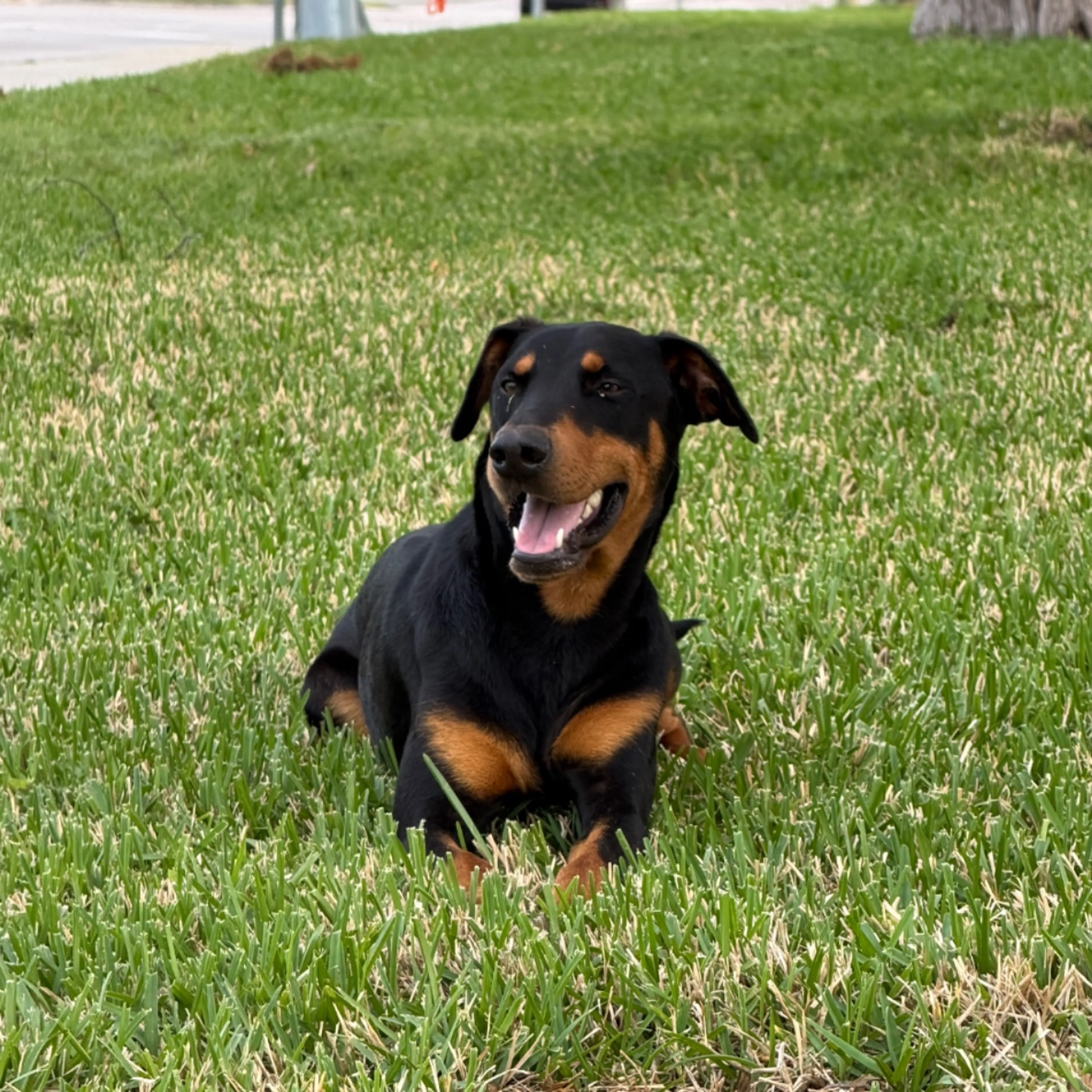Found pet-0
