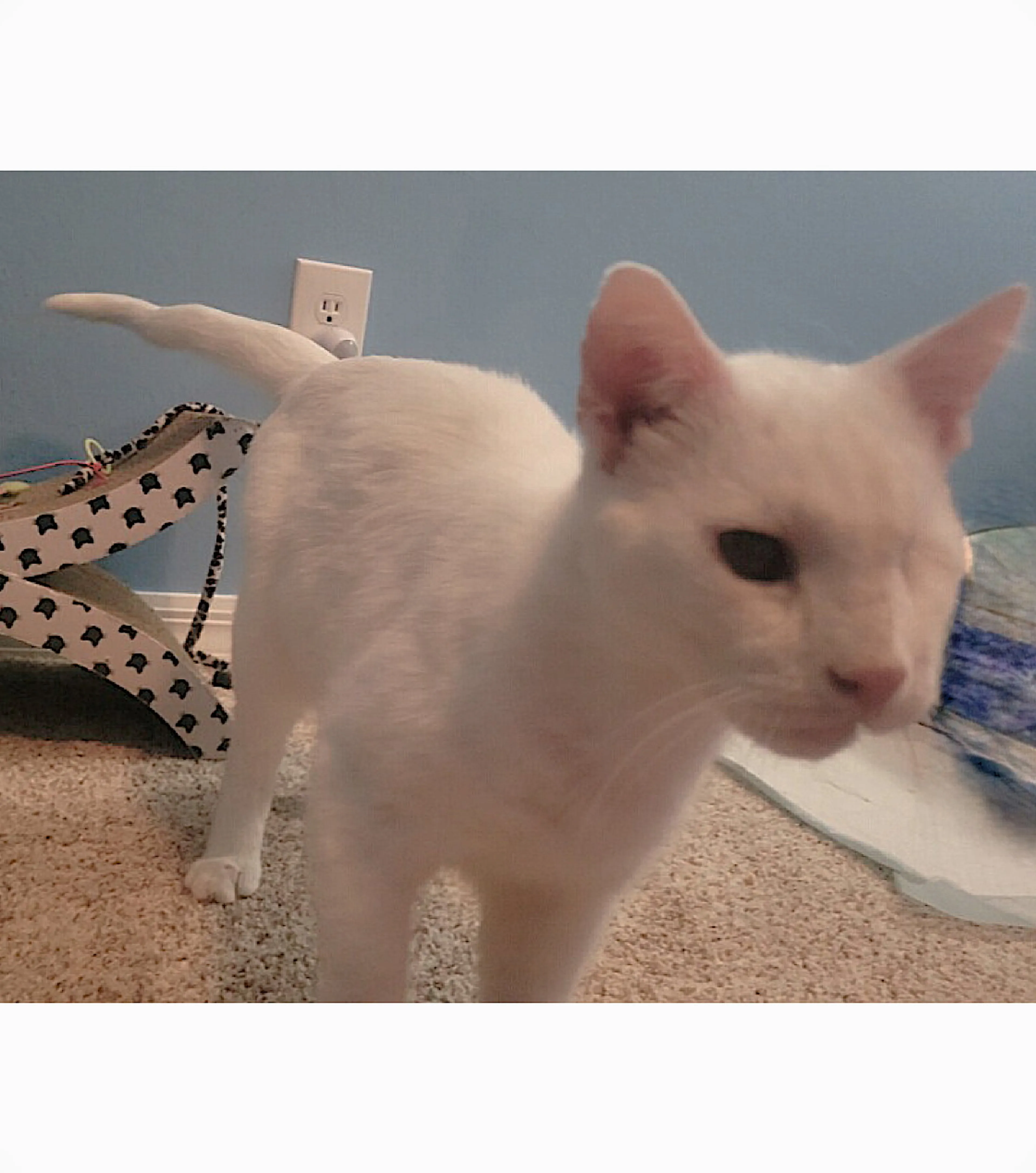 Found pet-0